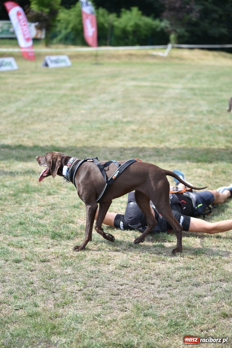 Zdjęcie w galerii na portalu naszraciborz.pl: I raciborskie zawody w dogtrekkingu [FOTO i WIDEO] wiadomości z regionu