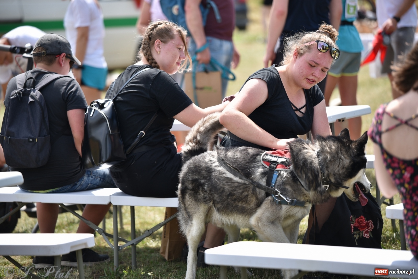 Zdjęcie w galerii na portalu naszraciborz.pl: I raciborskie zawody w dogtrekkingu [FOTO i WIDEO] wiadomości z regionu