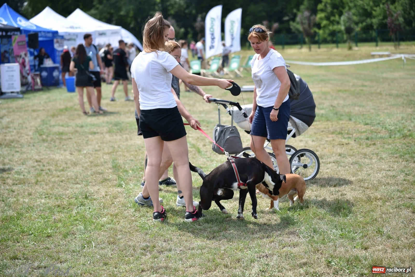 Zdjęcie w galerii na portalu naszraciborz.pl: I raciborskie zawody w dogtrekkingu [FOTO i WIDEO] wiadomości z regionu
