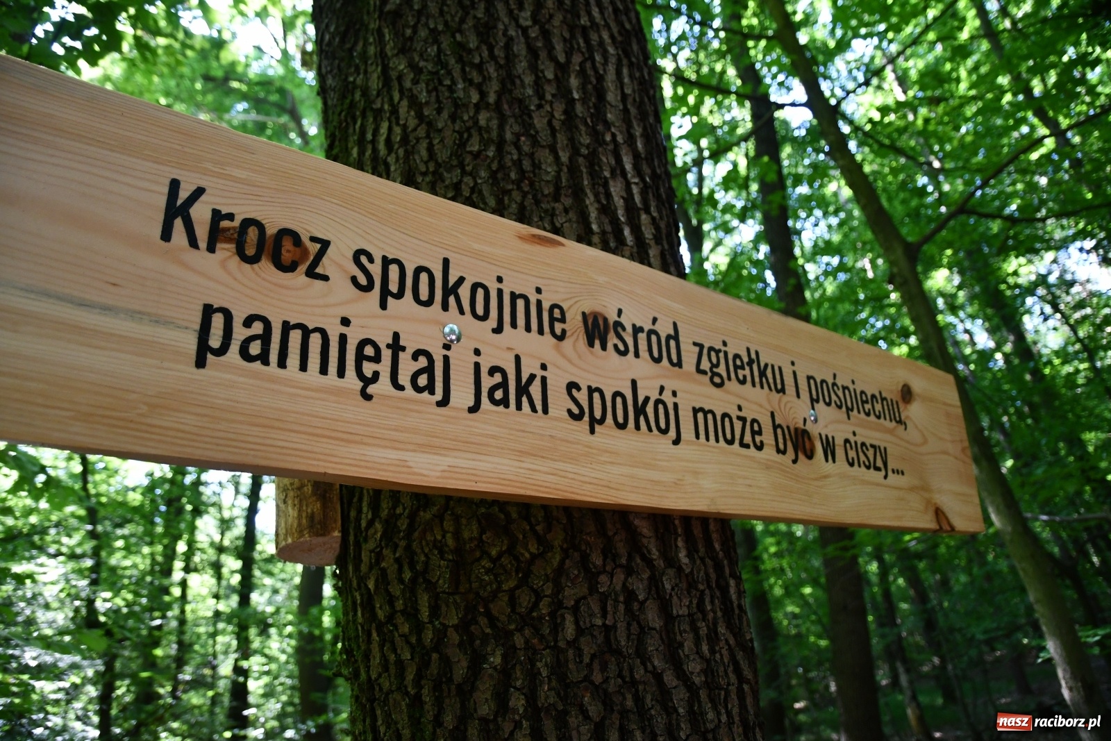 Zdjęcie w galerii na portalu naszraciborz.pl: Jedenaście stacji Dezyderaty. Nowa ścieżka w lesie Obora wiadomości z regionu