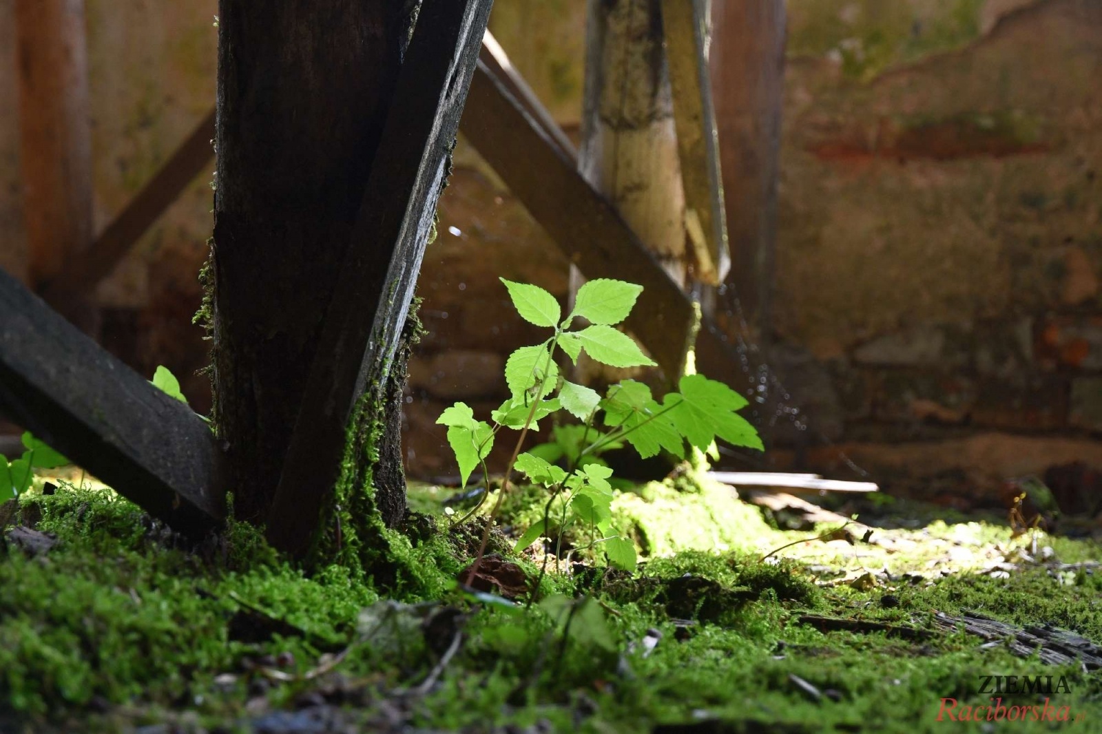 Zdjęcie w galerii na portalu naszraciborz.pl: Pałac w Krowiarkach wciąż skrywa wiele tajemnic [FOTO i WIDEO] wiadomości z regionu