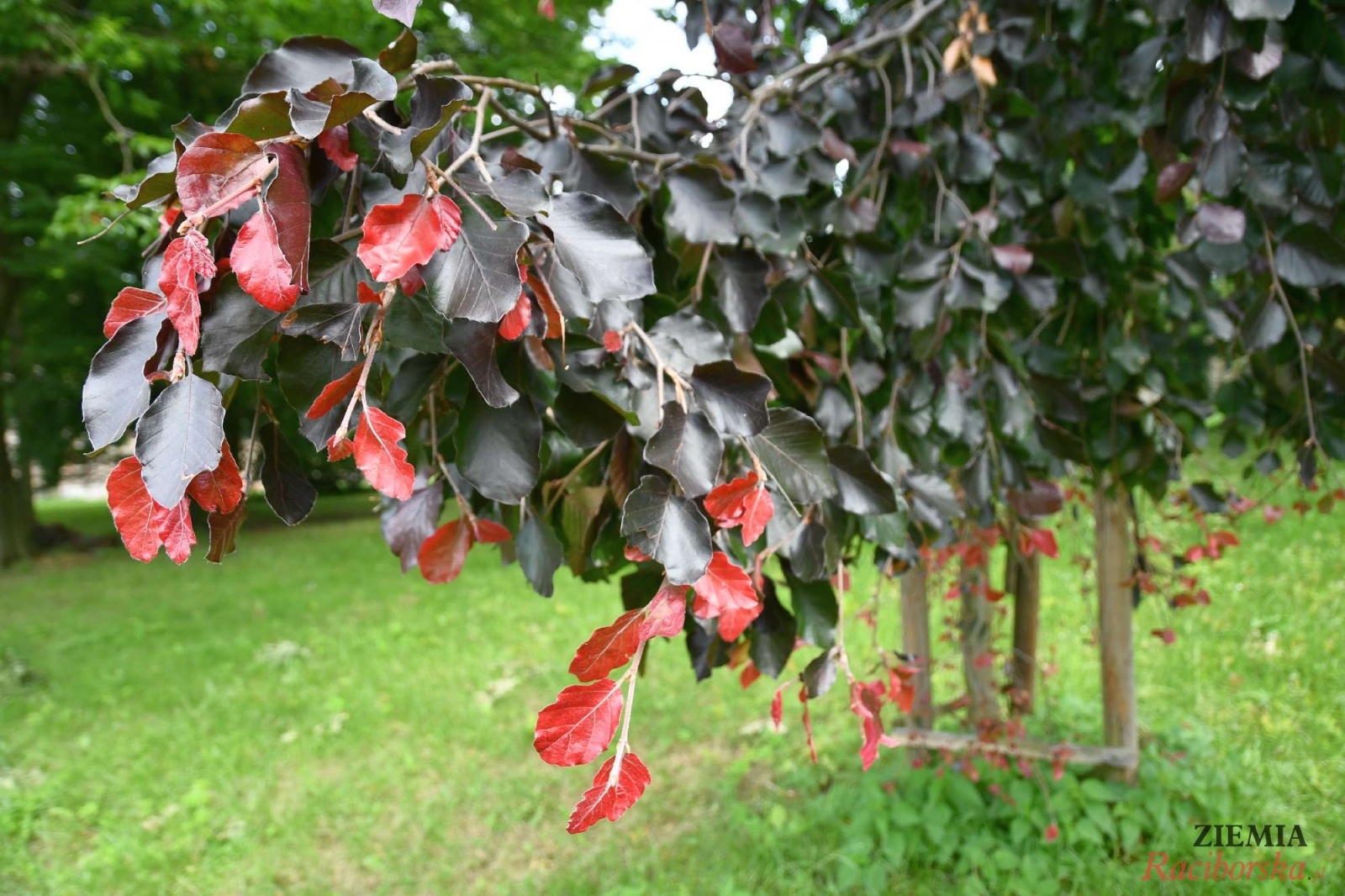 Zdjęcie w galerii na portalu naszraciborz.pl: Pałac w Krowiarkach wciąż skrywa wiele tajemnic [FOTO i WIDEO] wiadomości z regionu