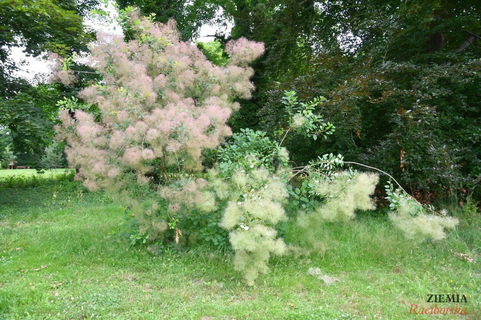 Zdjęcie w galerii na portalu naszraciborz.pl: Pałac w Krowiarkach wciąż skrywa wiele tajemnic [FOTO i WIDEO] wiadomości z regionu