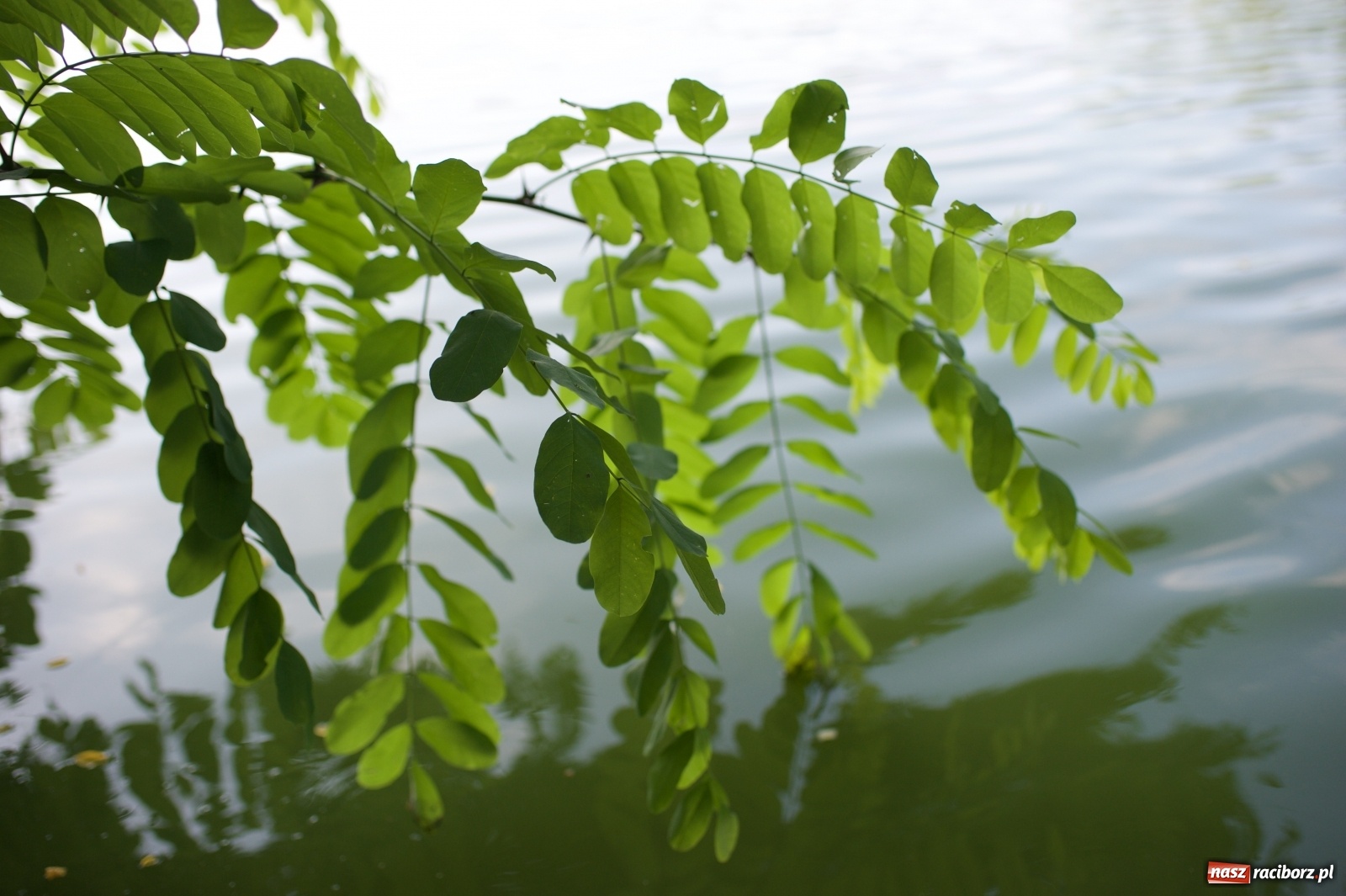 Zdjęcie w galerii na portalu naszraciborz.pl: Teresa Śmietana i Waldemar Filip z Pucharem Wójta wiadomości z regionu