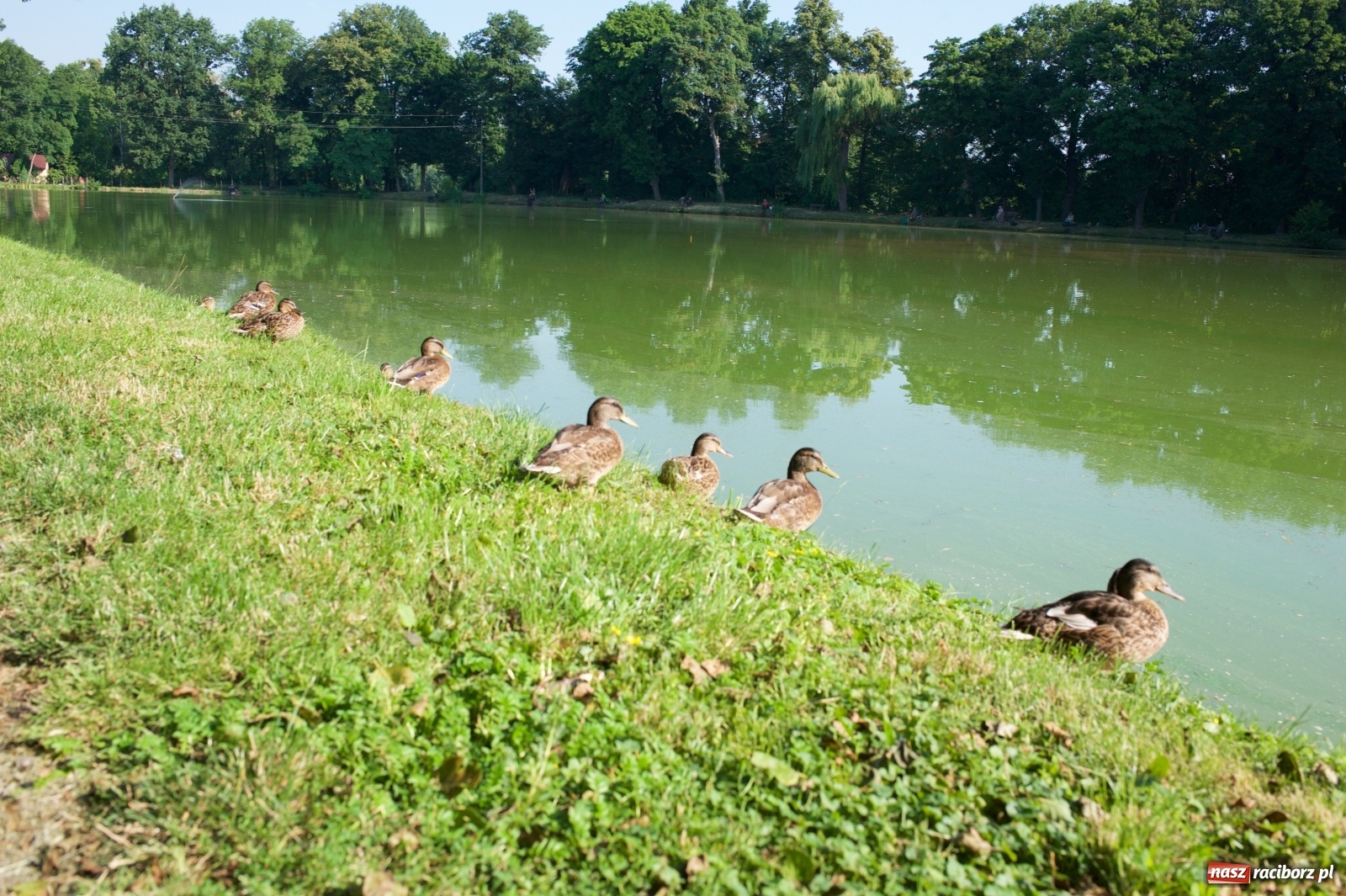 Zdjęcie w galerii na portalu naszraciborz.pl: Teresa Śmietana i Waldemar Filip z Pucharem Wójta wiadomości z regionu