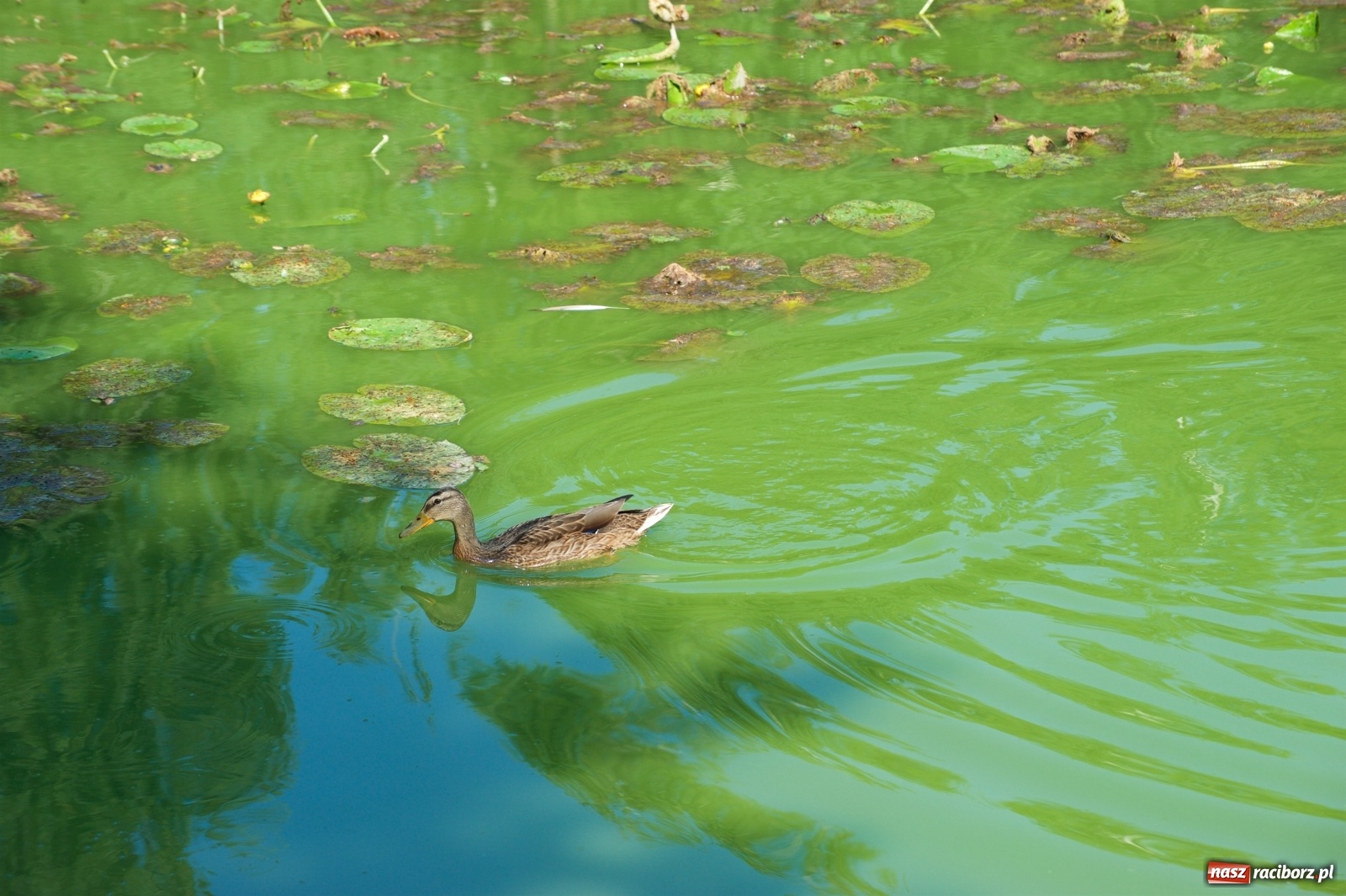 Zdjęcie w galerii na portalu naszraciborz.pl: Teresa Śmietana i Waldemar Filip z Pucharem Wójta wiadomości z regionu