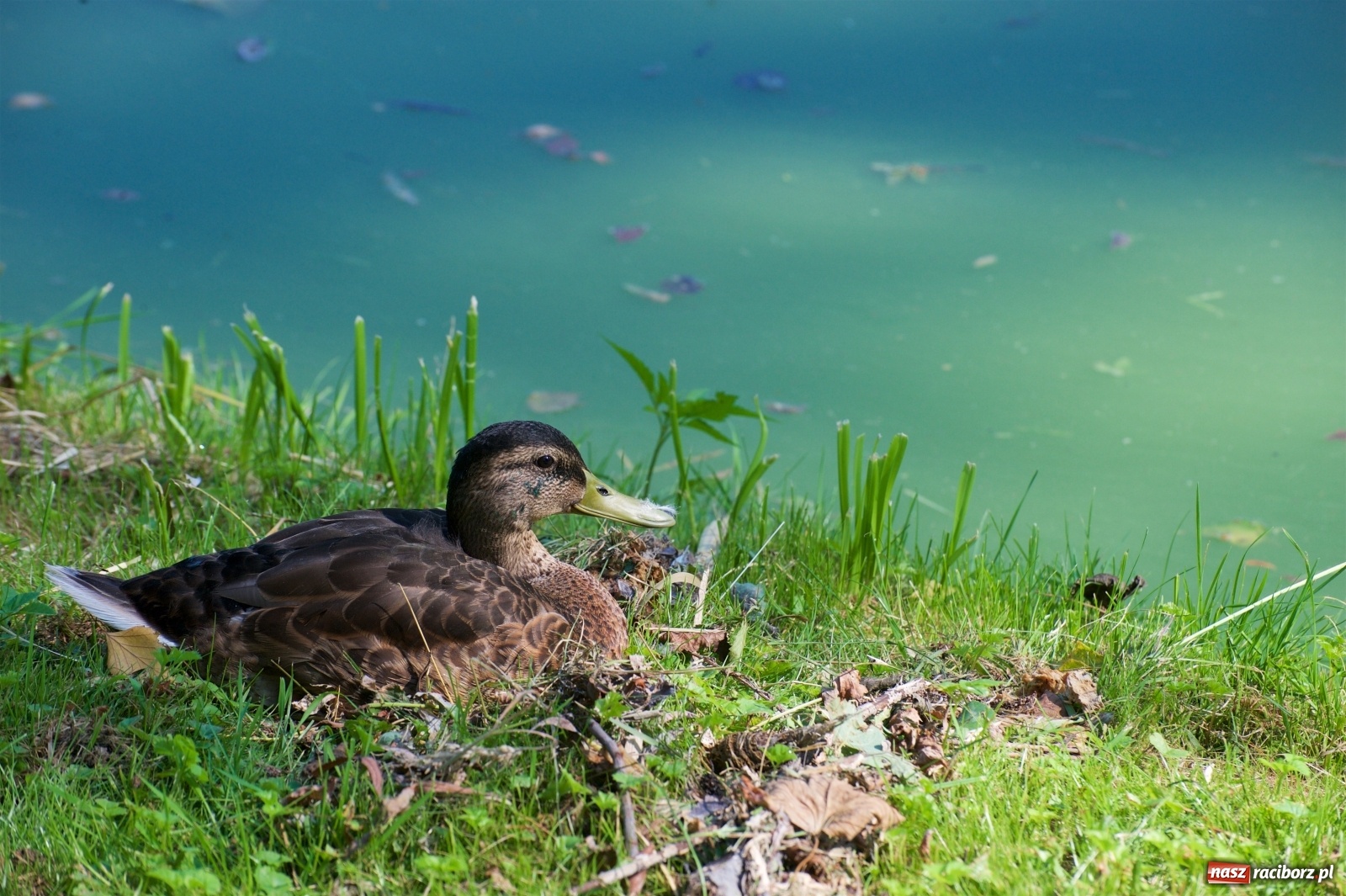 Zdjęcie w galerii na portalu naszraciborz.pl: Teresa Śmietana i Waldemar Filip z Pucharem Wójta wiadomości z regionu