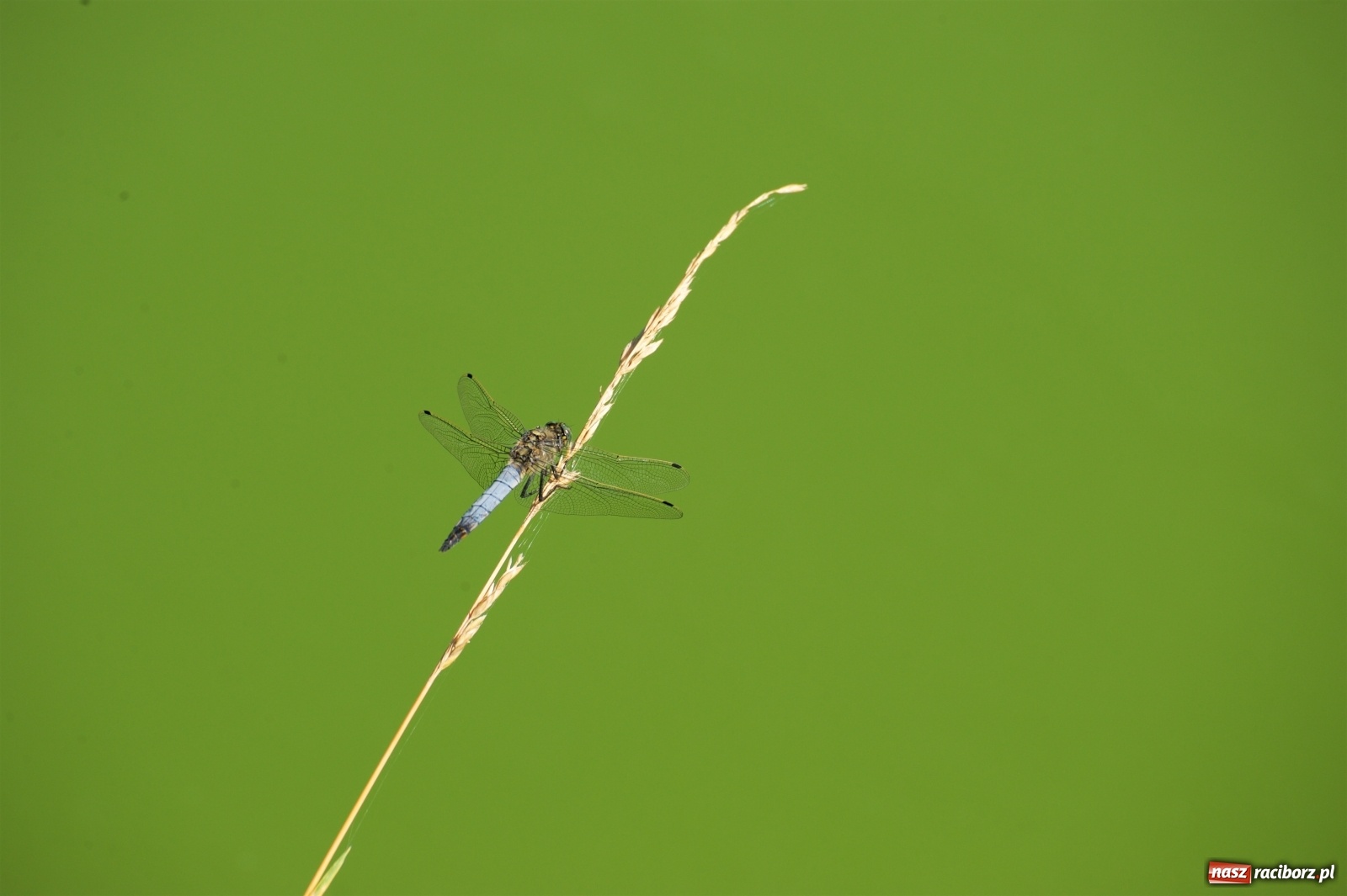 Zdjęcie w galerii na portalu naszraciborz.pl: Teresa Śmietana i Waldemar Filip z Pucharem Wójta wiadomości z regionu