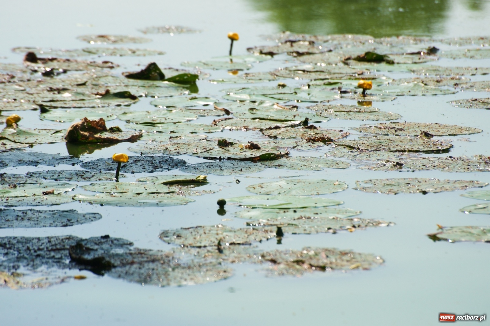Zdjęcie w galerii na portalu naszraciborz.pl: Teresa Śmietana i Waldemar Filip z Pucharem Wójta wiadomości z regionu