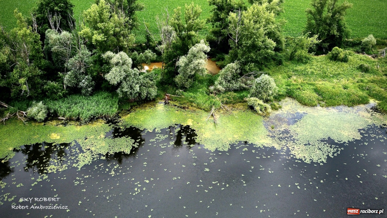 Zdjęcie w galerii na portalu naszraciborz.pl: Dlaczego w starej Odrze jest mało wody. To wideo pokazuje w czym problem wiadomości z regionu