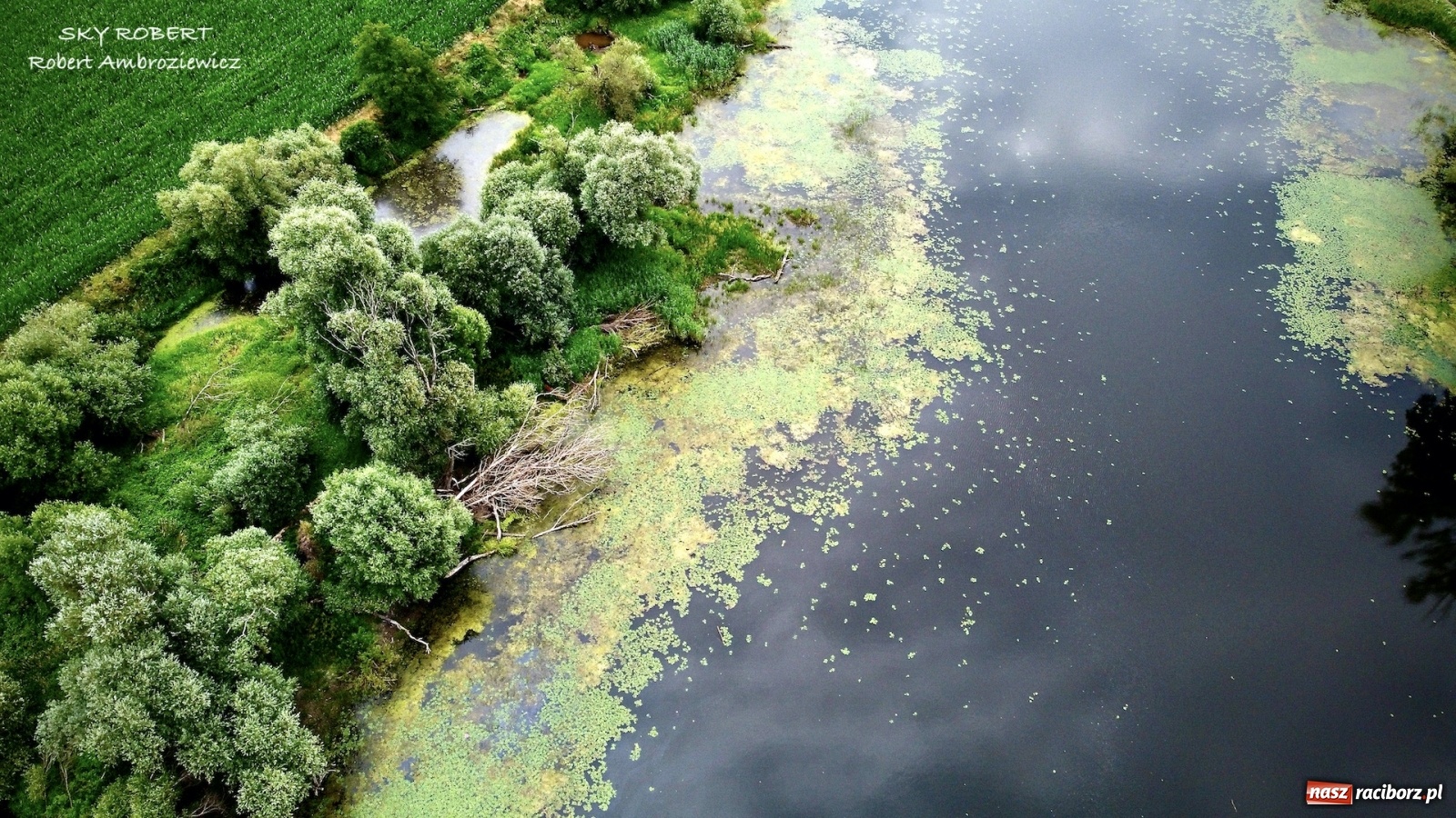 Zdjęcie w galerii na portalu naszraciborz.pl: Dlaczego w starej Odrze jest mało wody. To wideo pokazuje w czym problem wiadomości z regionu