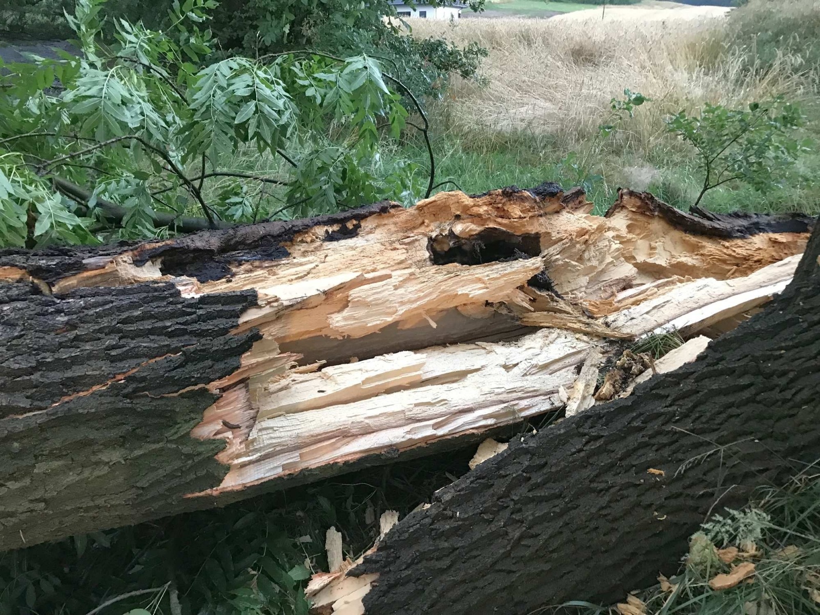 Zdjęcie w galerii na portalu naszraciborz.pl: Nawałnica nad powiatem. Ponad sto strażackich interwencji wiadomości z regionu