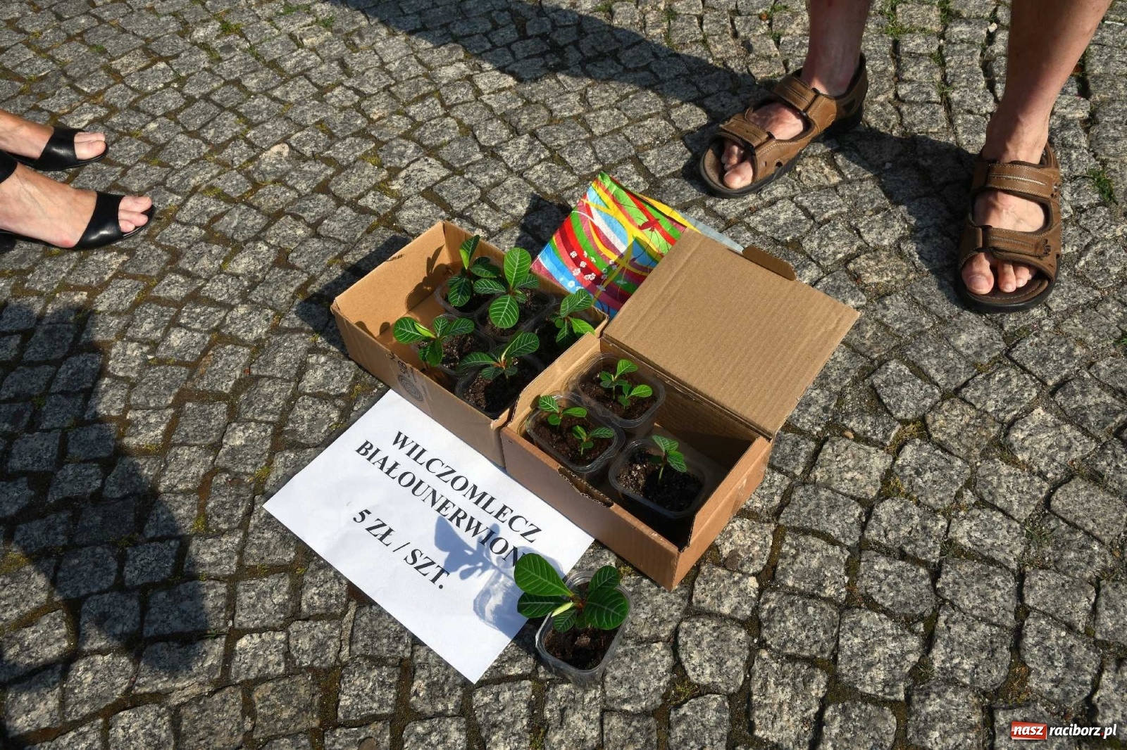 Zdjęcie w galerii na portalu naszraciborz.pl: Raciborski targ staroci z perspektywami, ale potrzebuje miejsca i reklamy [FOTO i WIDEO] wiadomości z regionu