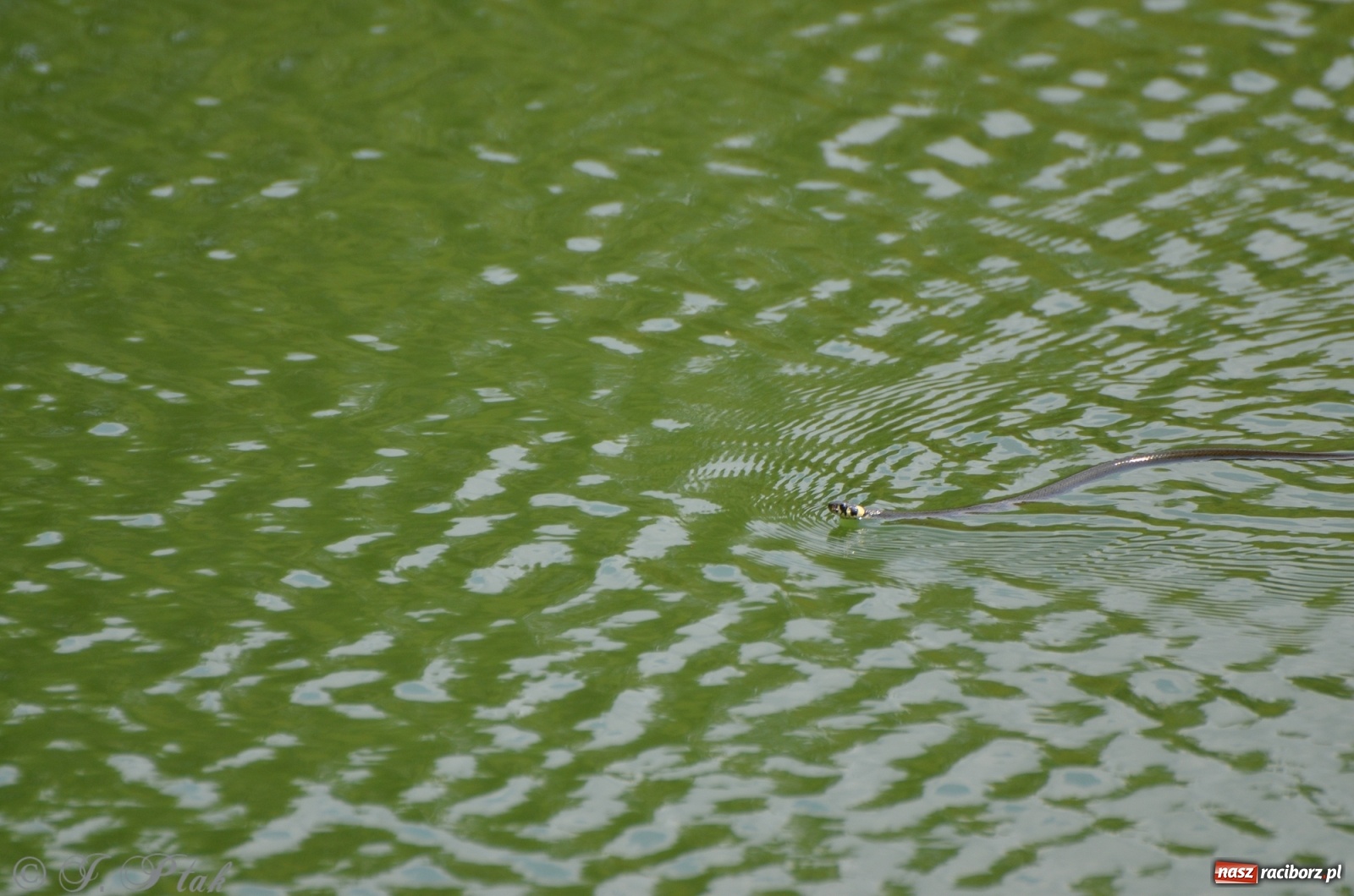 Zdjęcie w galerii na portalu naszraciborz.pl: Wędkarstwo. Eugeniusz Kajstura z trofeum Starosty [FOTO] wiadomości z regionu