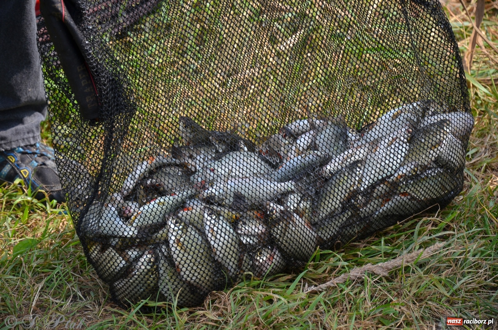 Zdjęcie w galerii na portalu naszraciborz.pl: Wędkarstwo. Eugeniusz Kajstura z trofeum Starosty [FOTO] wiadomości z regionu