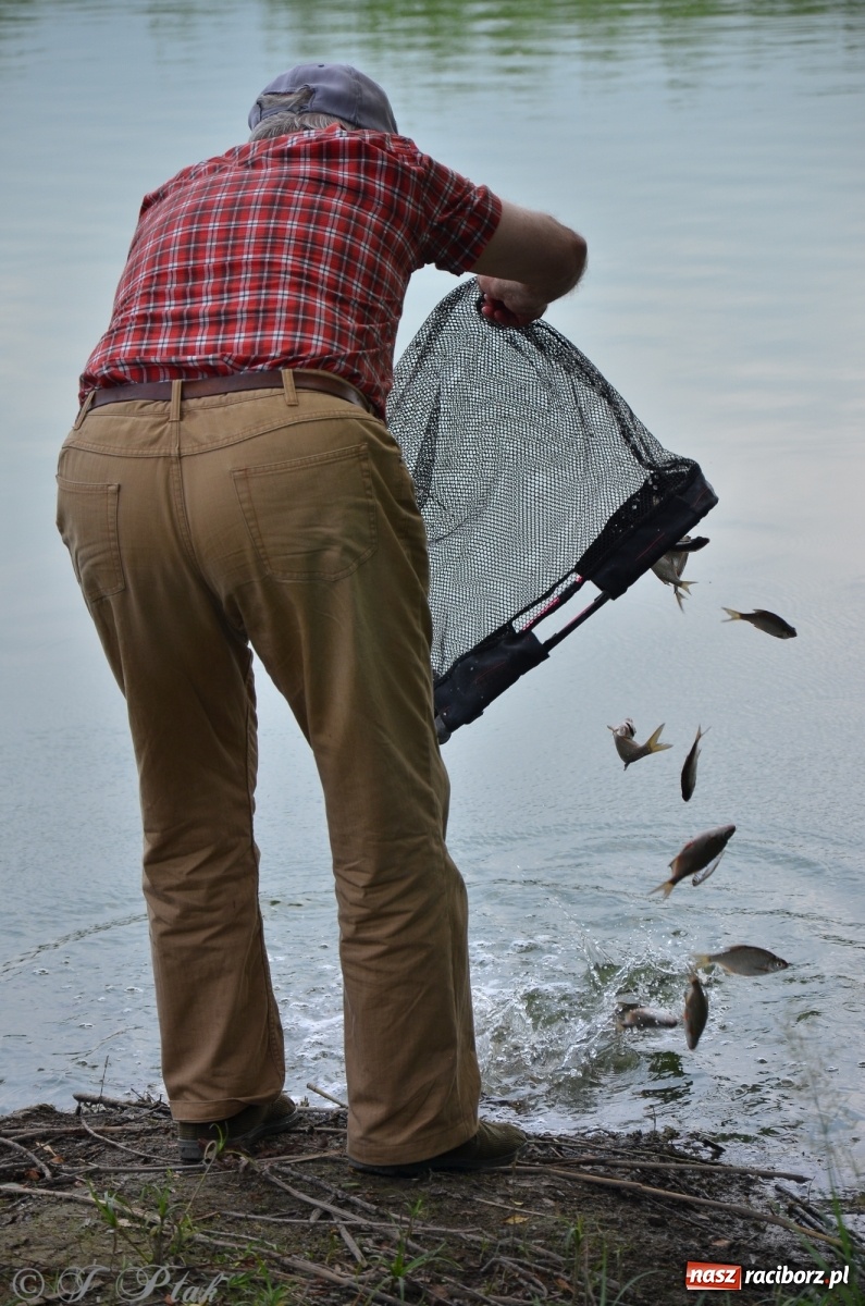 Zdjęcie w galerii na portalu naszraciborz.pl: Wędkarstwo. Eugeniusz Kajstura z trofeum Starosty [FOTO] wiadomości z regionu