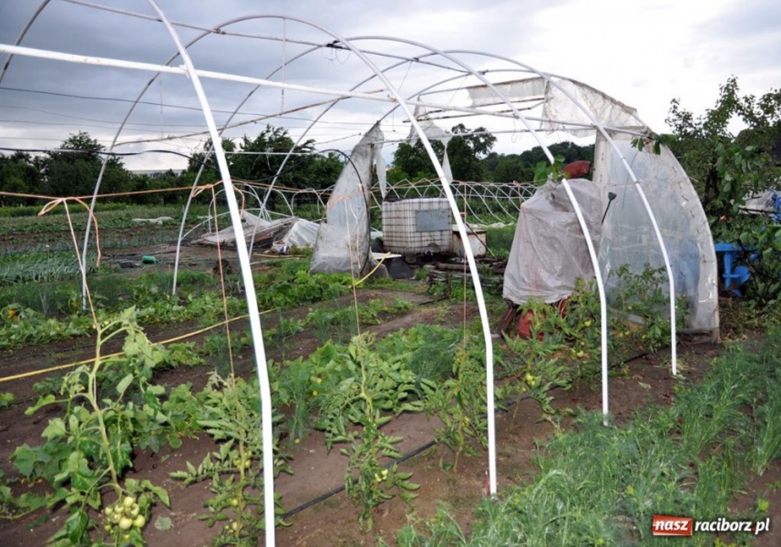 Zdjęcie w galerii na portalu naszraciborz.pl: Niebezpieczne zjawiska w Polsce i powiecie raciborskim. Co jest największym zagrożeniem? wiadomości z regionu