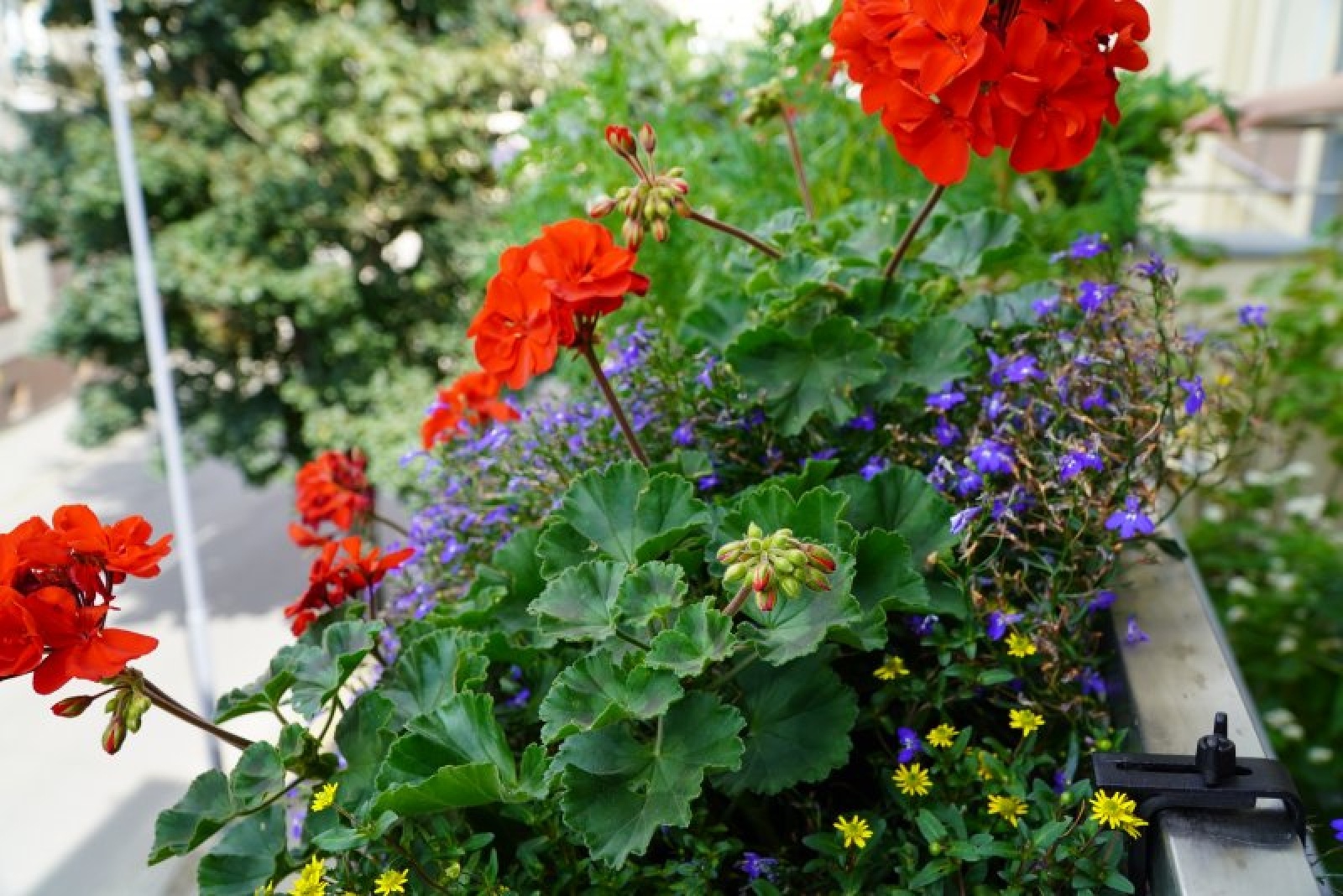Zdjęcie w galerii na portalu naszraciborz.pl: Konkurs Zielono mi. Komisja już pracuje wiadomości z regionu