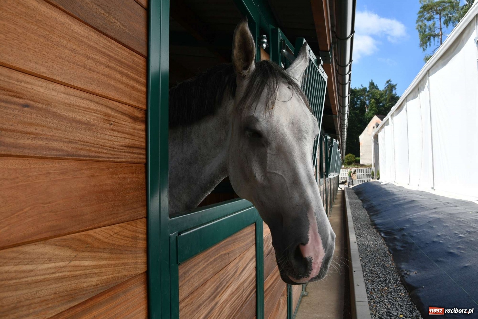 Zdjęcie w galerii na portalu naszraciborz.pl: Wakacje w siodle hitem AquaBraxu [FOTO i WIDEO] wiadomości z regionu