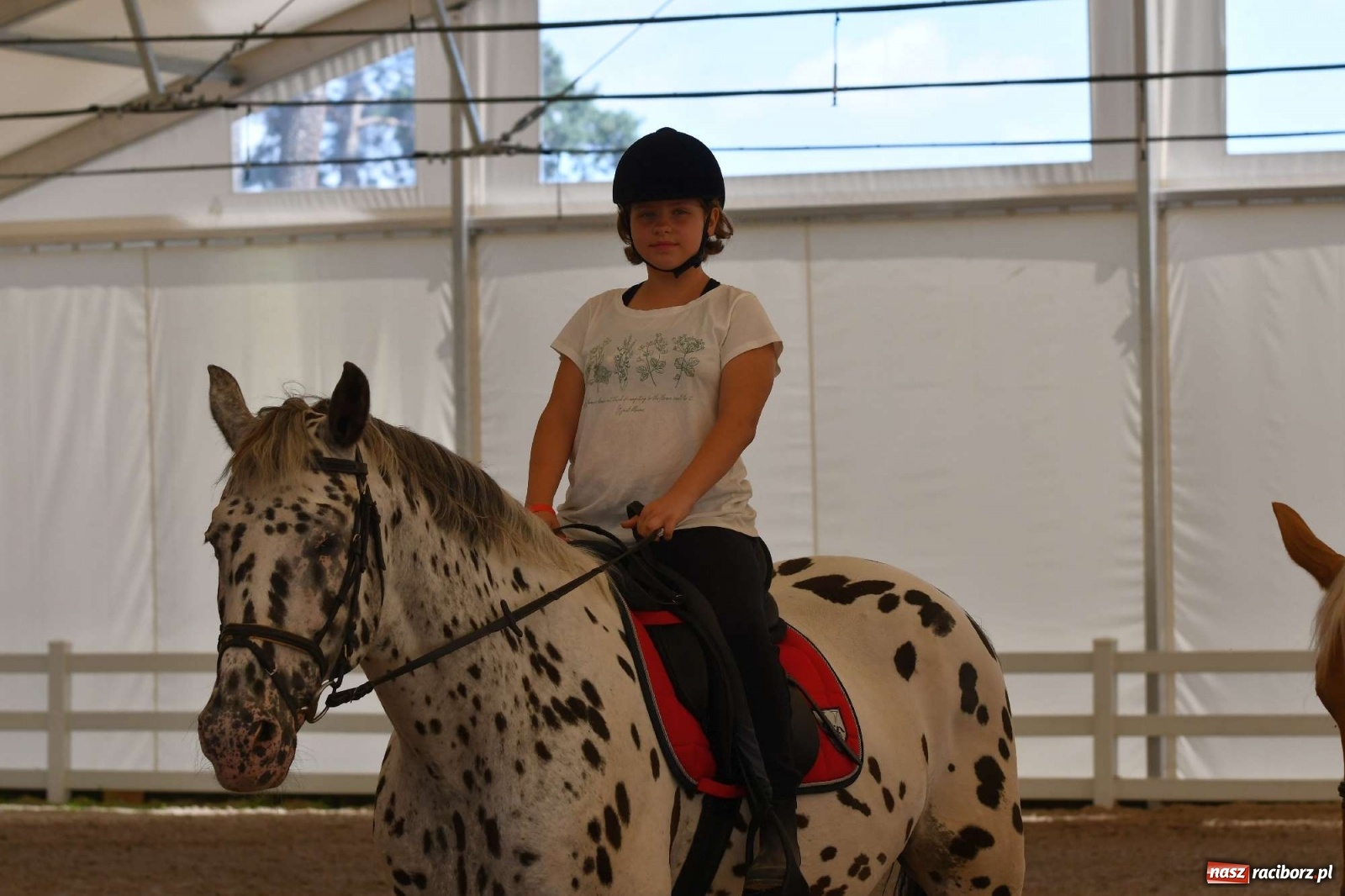 Zdjęcie w galerii na portalu naszraciborz.pl: Wakacje w siodle hitem AquaBraxu [FOTO i WIDEO] wiadomości z regionu