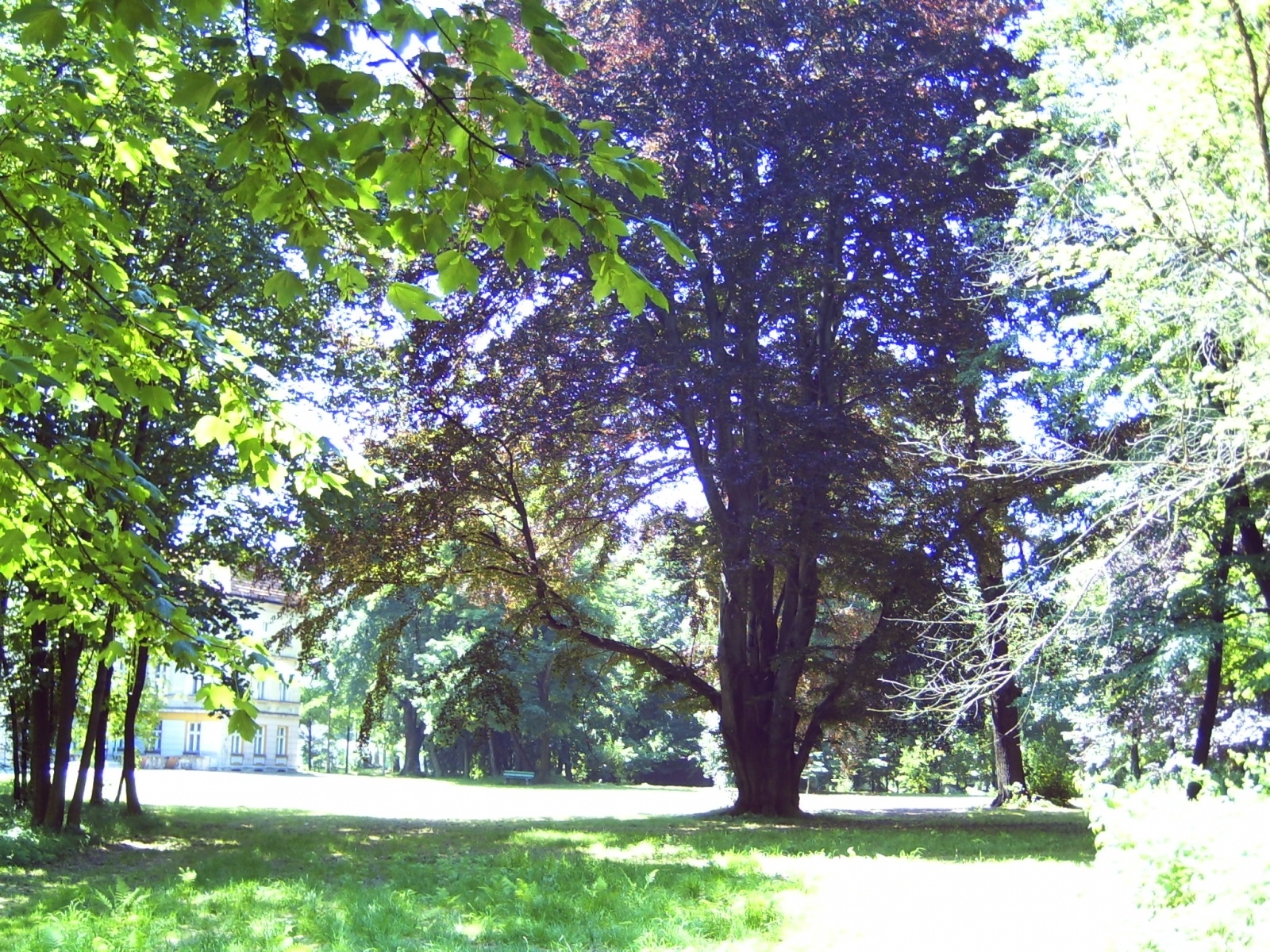 Zdjęcie w galerii na portalu naszraciborz.pl: Absurdy PRL-u. Wojnowicki pałac w czasach szpitalnych wiadomości z regionu