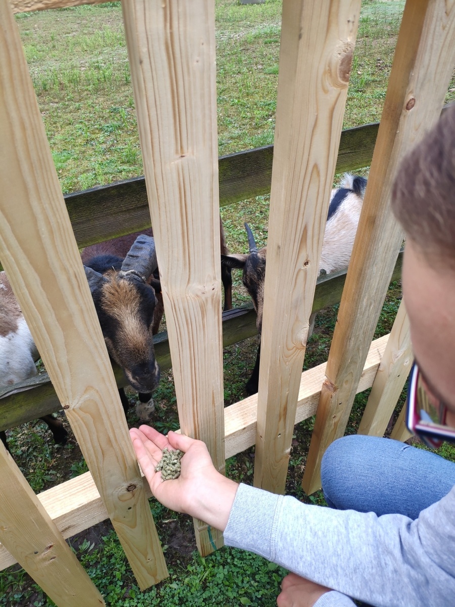 Zdjęcie w galerii na portalu naszraciborz.pl: Od dziś w Arboretum można karmić zwierzęta wiadomości z regionu