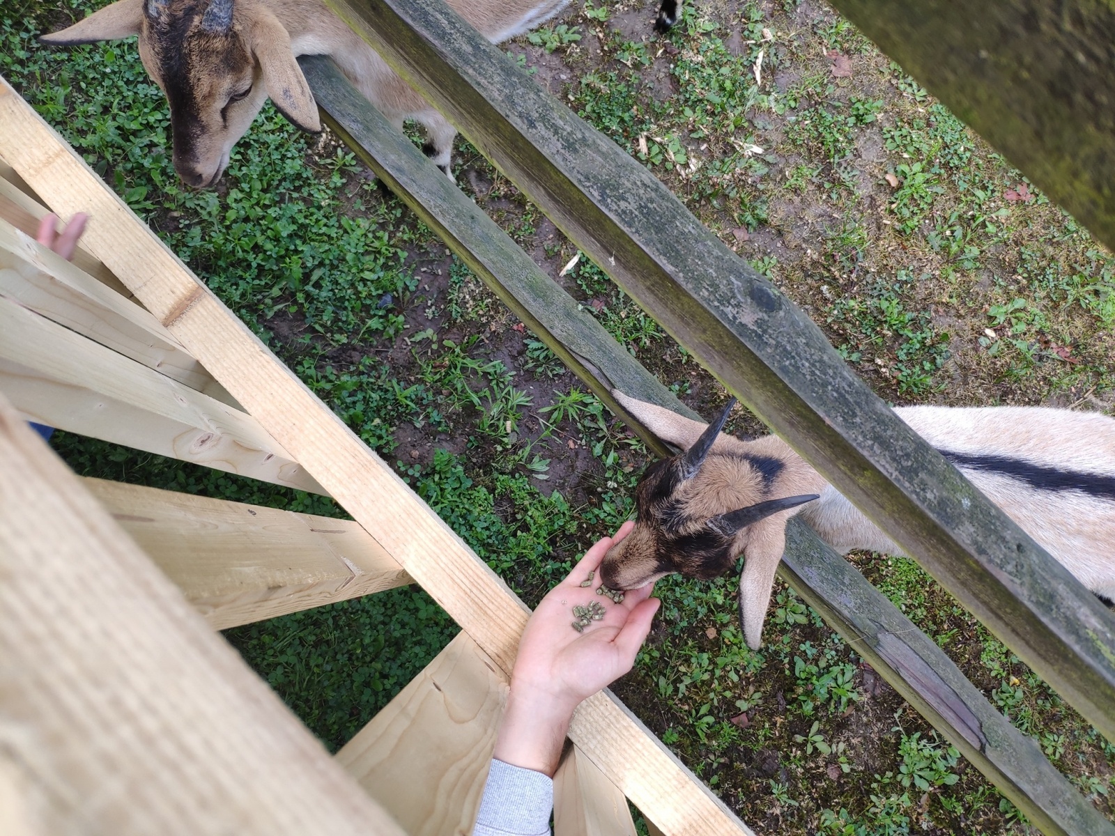 Zdjęcie w galerii na portalu naszraciborz.pl: Od dziś w Arboretum można karmić zwierzęta wiadomości z regionu