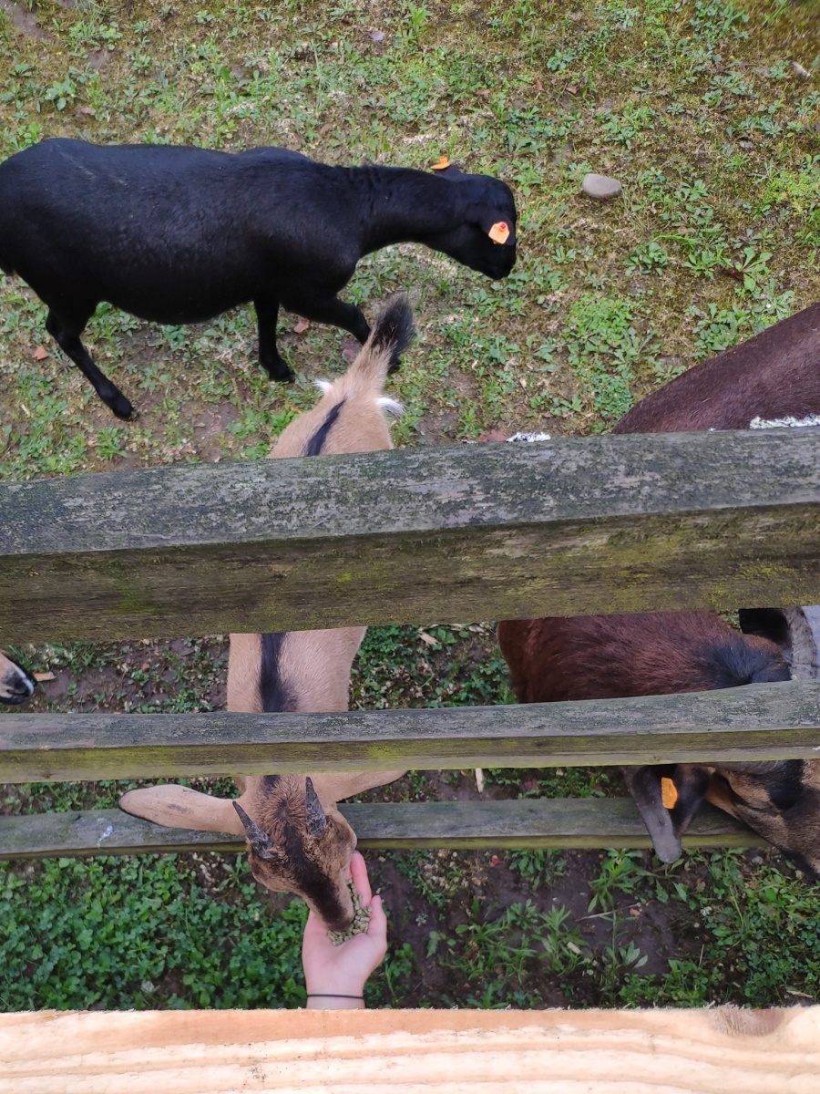 Zdjęcie w galerii na portalu naszraciborz.pl: Od dziś w Arboretum można karmić zwierzęta wiadomości z regionu