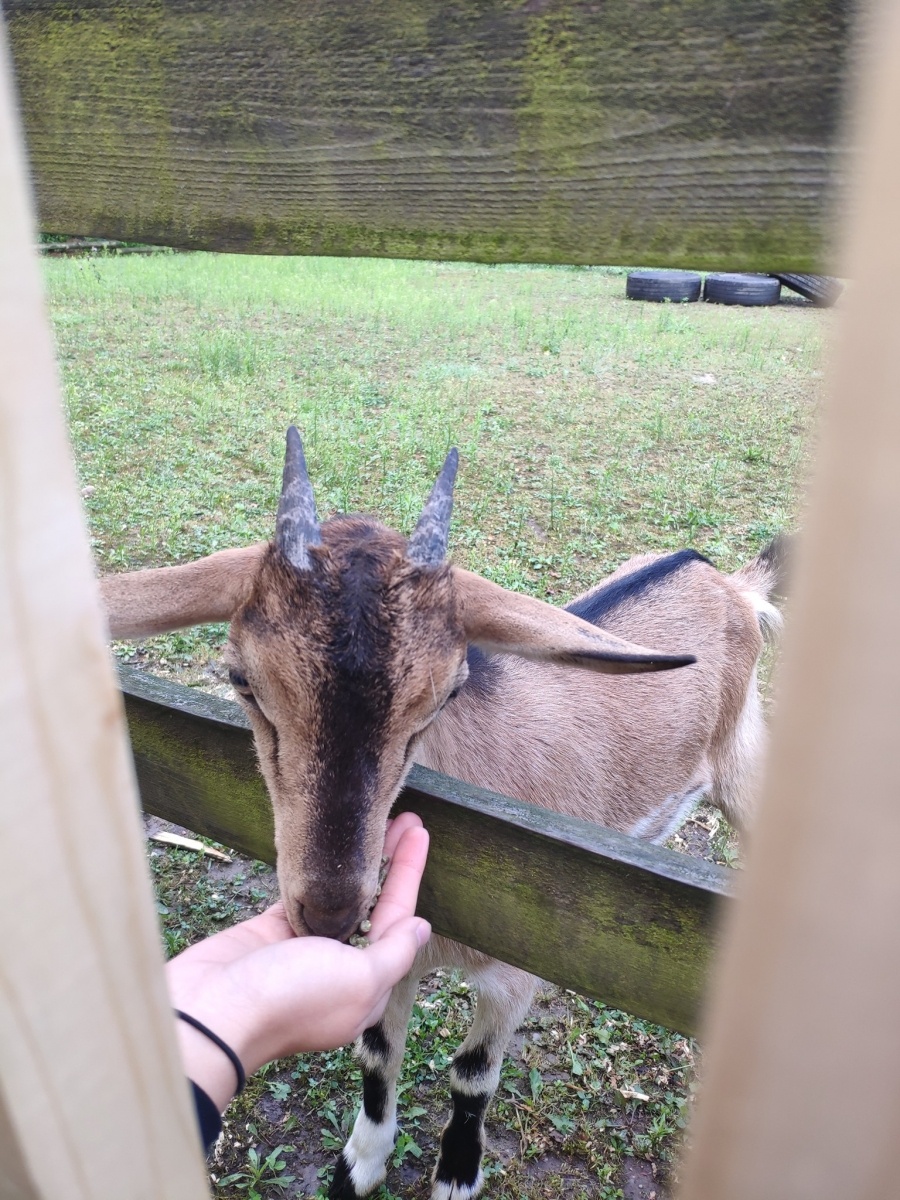 Zdjęcie w galerii na portalu naszraciborz.pl: Od dziś w Arboretum można karmić zwierzęta wiadomości z regionu