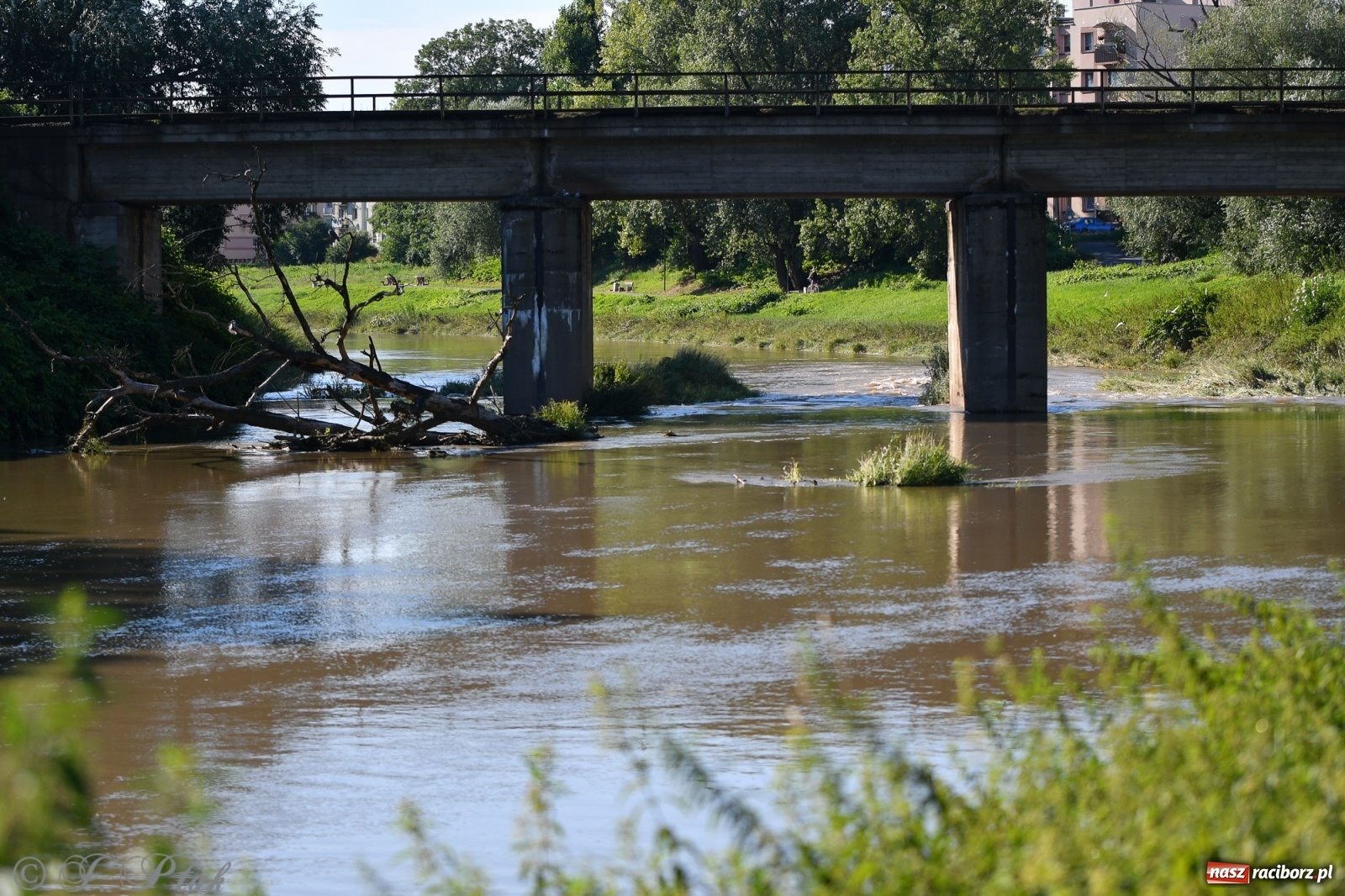 Zdjęcie w galerii na portalu naszraciborz.pl: Roland Przybyła triumfatorem zawodów wędkarskich Odra 2021 wiadomości z regionu
