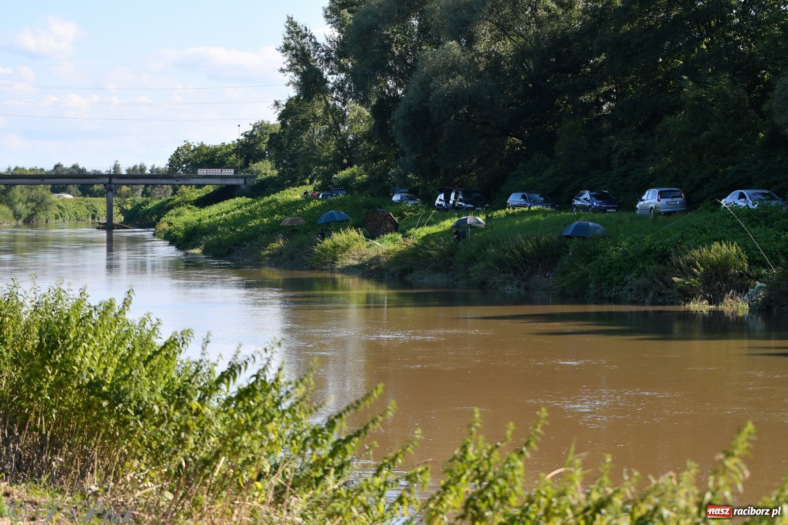 Zdjęcie w galerii na portalu naszraciborz.pl: Roland Przybyła triumfatorem zawodów wędkarskich Odra 2021 wiadomości z regionu