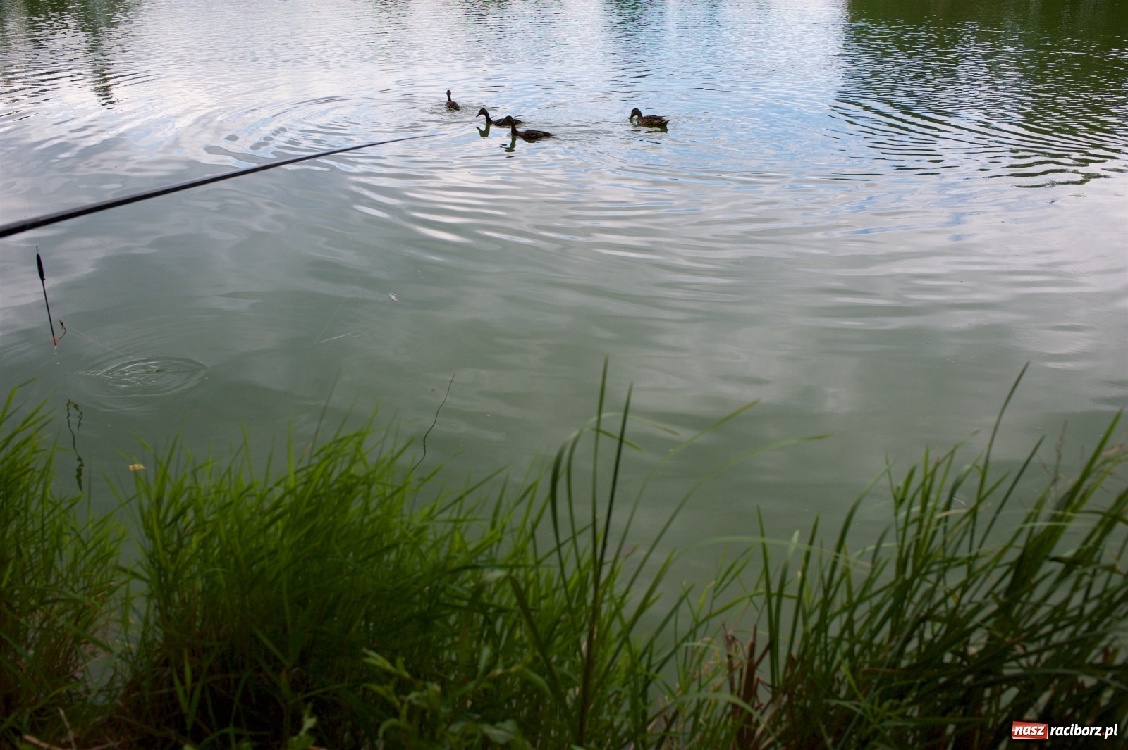 Zdjęcie w galerii na portalu naszraciborz.pl: Seniorzy rywalizowali na Trzecioku wiadomości z regionu