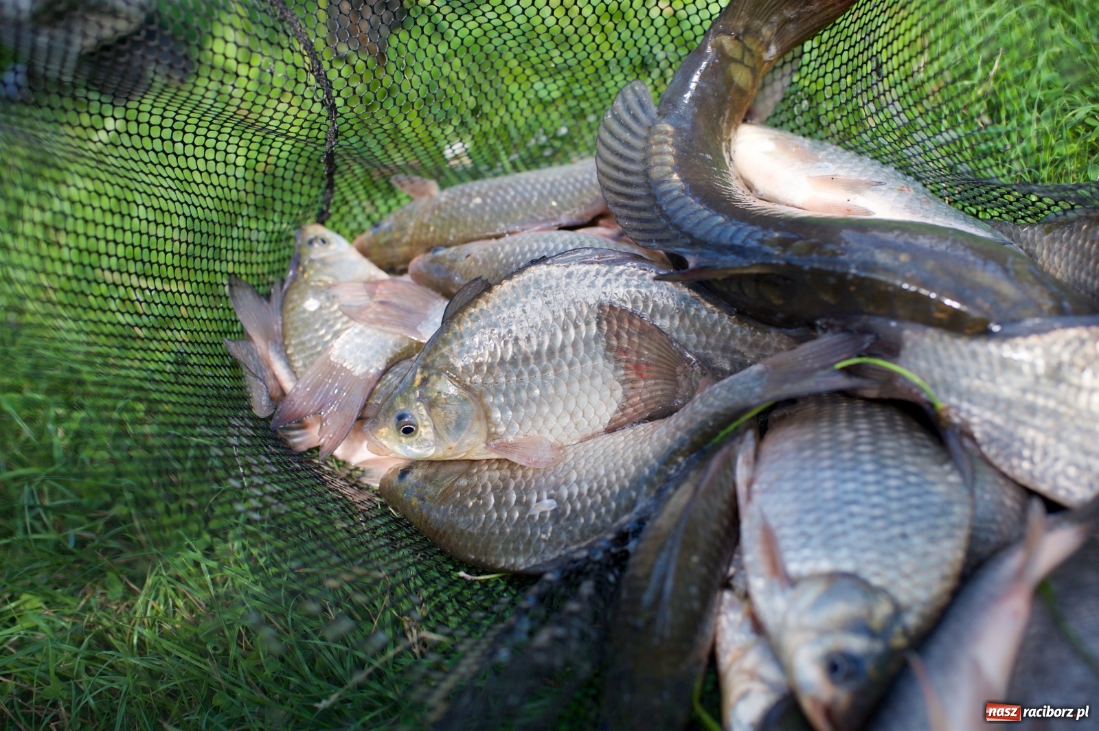 Zdjęcie w galerii na portalu naszraciborz.pl: Seniorzy rywalizowali na Trzecioku wiadomości z regionu