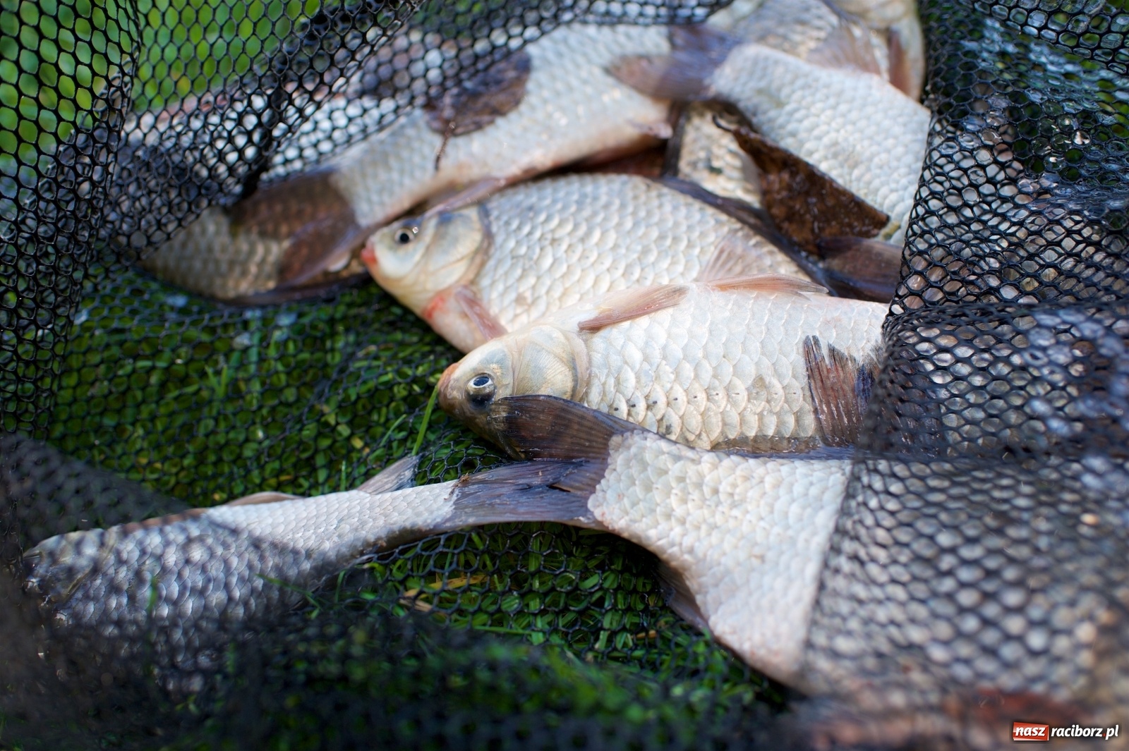 Zdjęcie w galerii na portalu naszraciborz.pl: Seniorzy rywalizowali na Trzecioku wiadomości z regionu