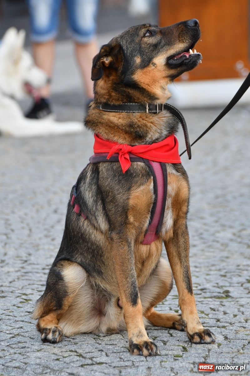 Zdjęcie w galerii na portalu naszraciborz.pl: Sonia, Kokos i Misiek mają szansę na nowy dom wiadomości z regionu