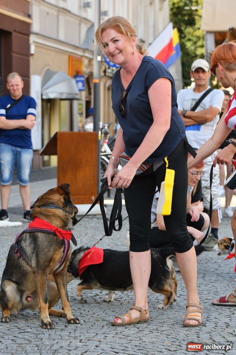 Zdjęcie w galerii na portalu naszraciborz.pl: Sonia, Kokos i Misiek mają szansę na nowy dom wiadomości z regionu