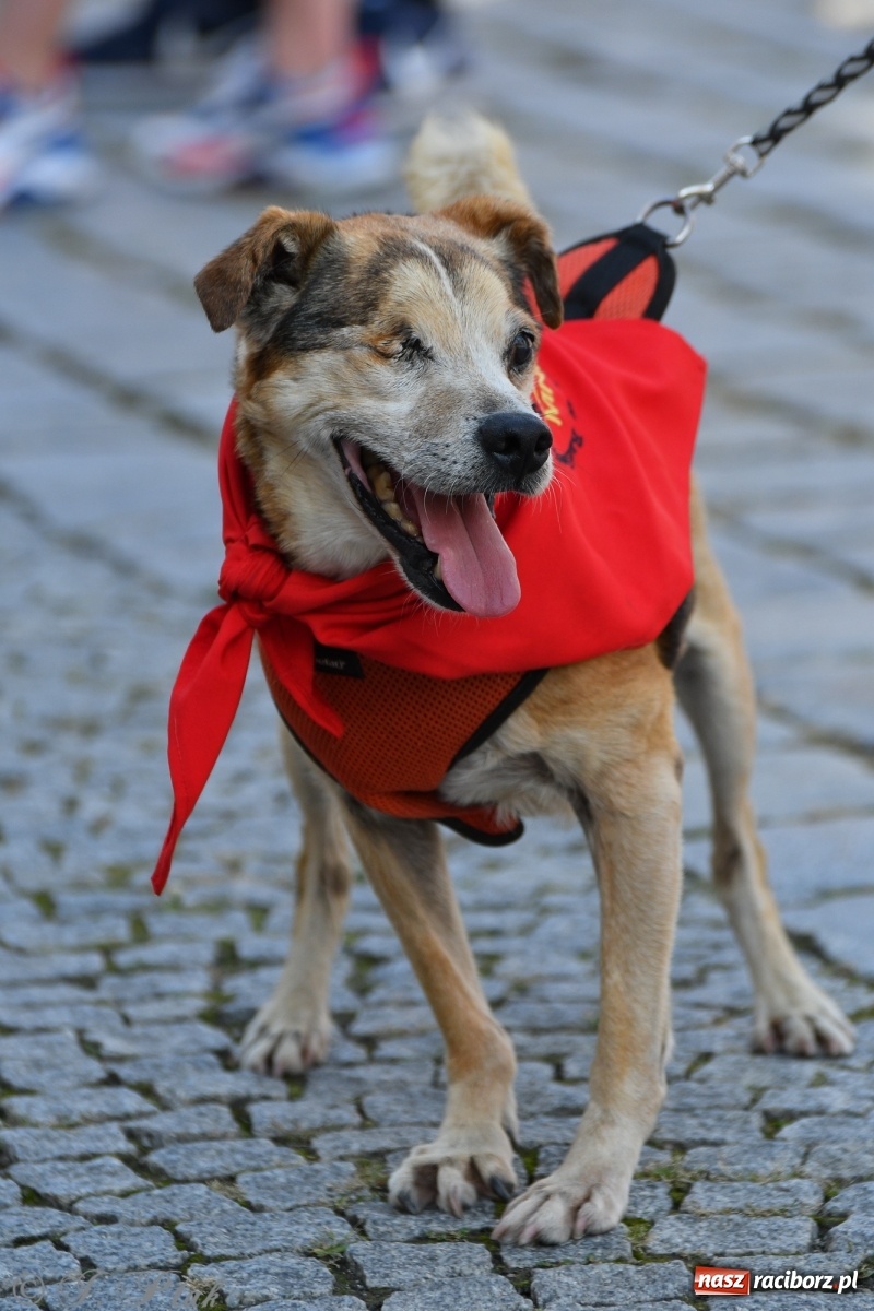 Zdjęcie w galerii na portalu naszraciborz.pl: Sonia, Kokos i Misiek mają szansę na nowy dom wiadomości z regionu