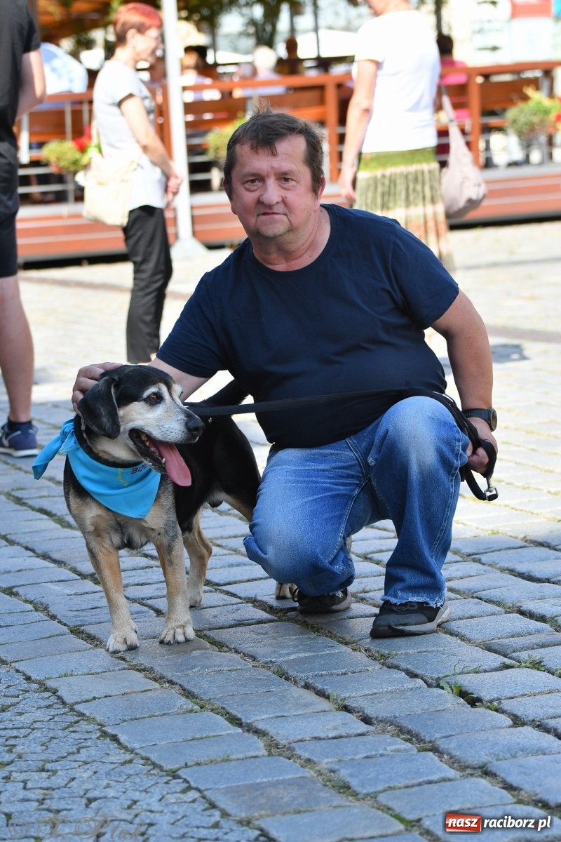 Zdjęcie w galerii na portalu naszraciborz.pl: Sonia, Kokos i Misiek mają szansę na nowy dom wiadomości z regionu