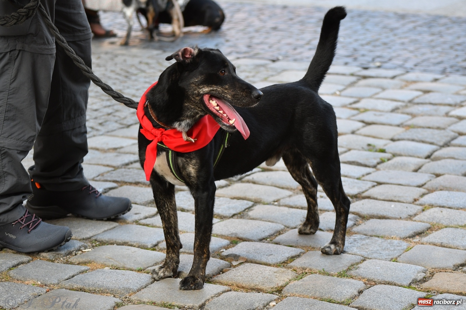 Zdjęcie w galerii na portalu naszraciborz.pl: Sonia, Kokos i Misiek mają szansę na nowy dom wiadomości z regionu