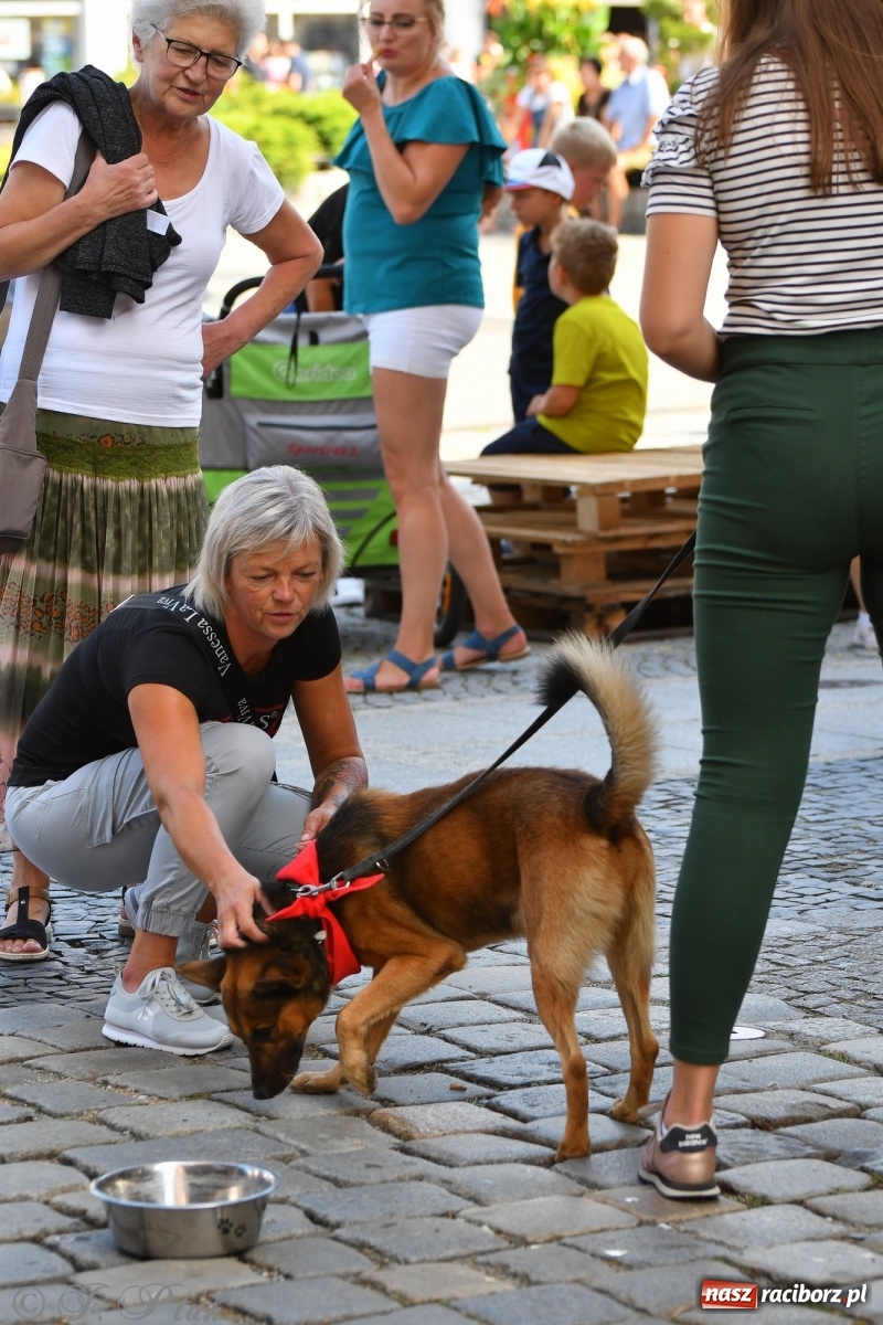 Zdjęcie w galerii na portalu naszraciborz.pl: Sonia, Kokos i Misiek mają szansę na nowy dom wiadomości z regionu