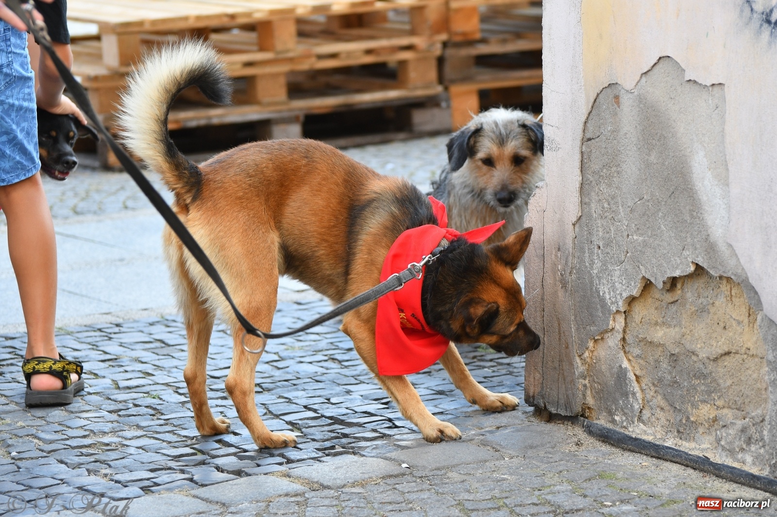 Zdjęcie w galerii na portalu naszraciborz.pl: Sonia, Kokos i Misiek mają szansę na nowy dom wiadomości z regionu
