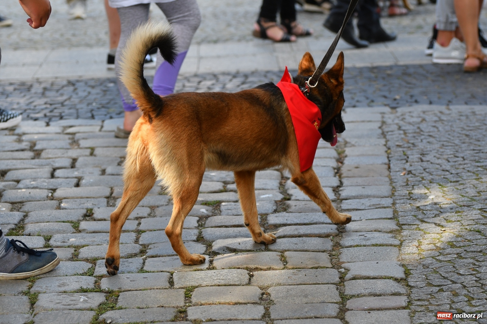 Zdjęcie w galerii na portalu naszraciborz.pl: Sonia, Kokos i Misiek mają szansę na nowy dom wiadomości z regionu