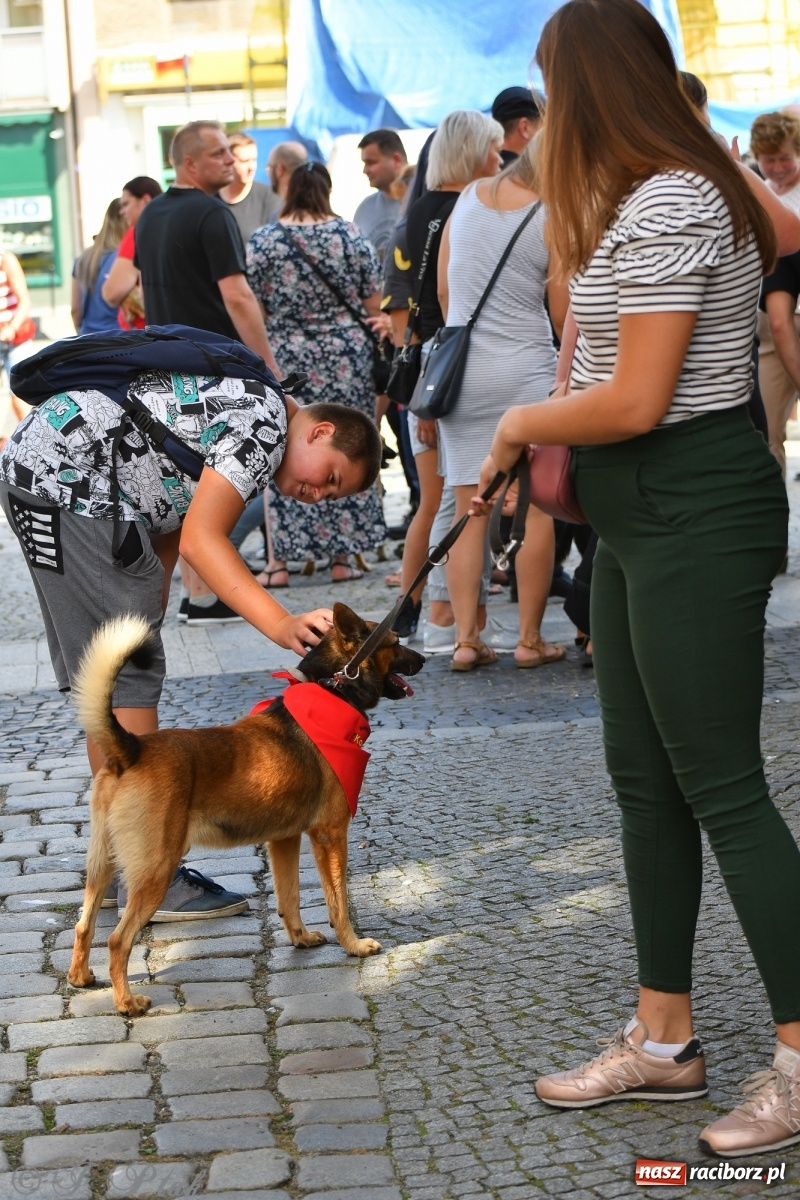 Zdjęcie w galerii na portalu naszraciborz.pl: Sonia, Kokos i Misiek mają szansę na nowy dom wiadomości z regionu