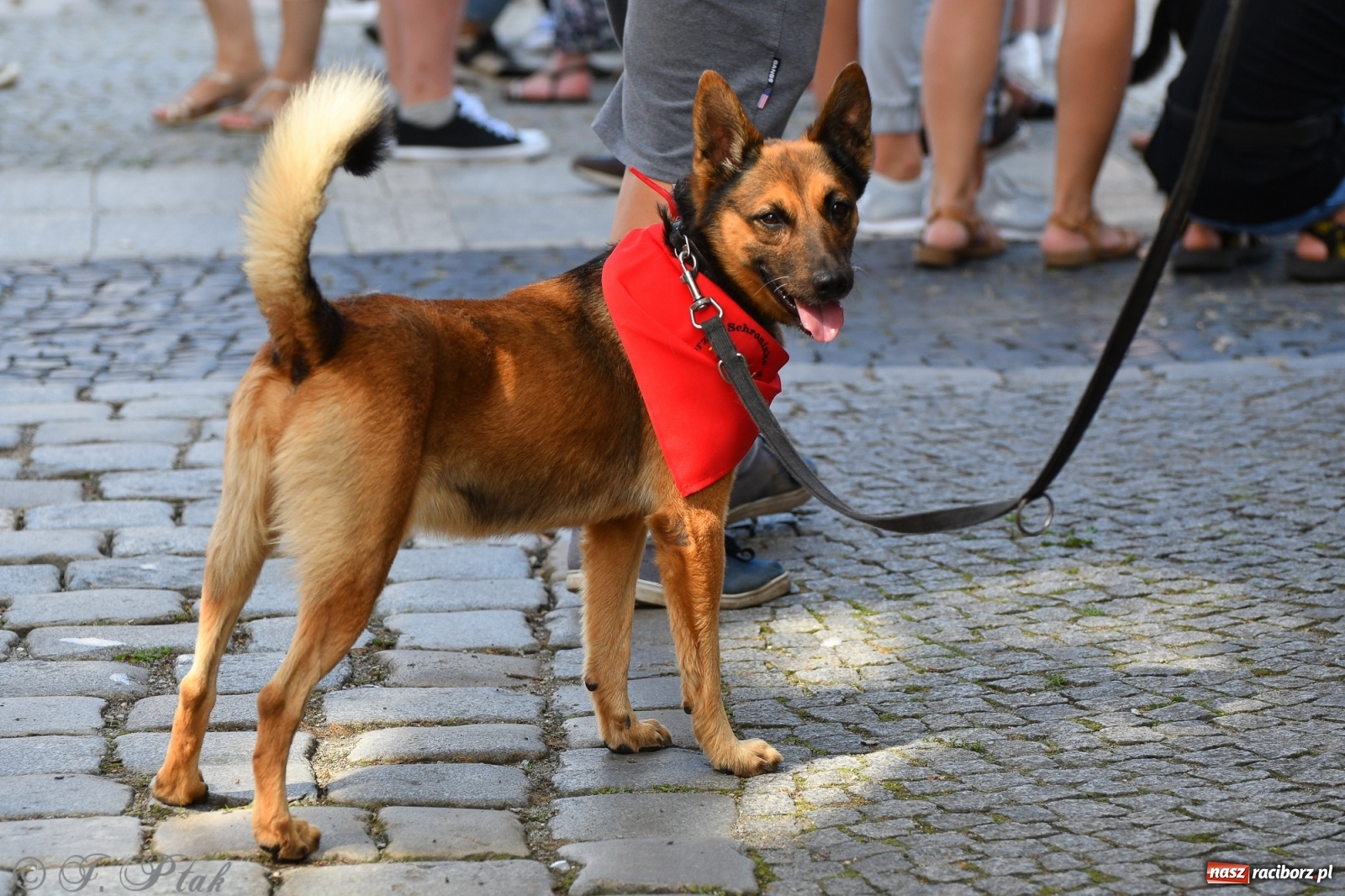Zdjęcie w galerii na portalu naszraciborz.pl: Sonia, Kokos i Misiek mają szansę na nowy dom wiadomości z regionu