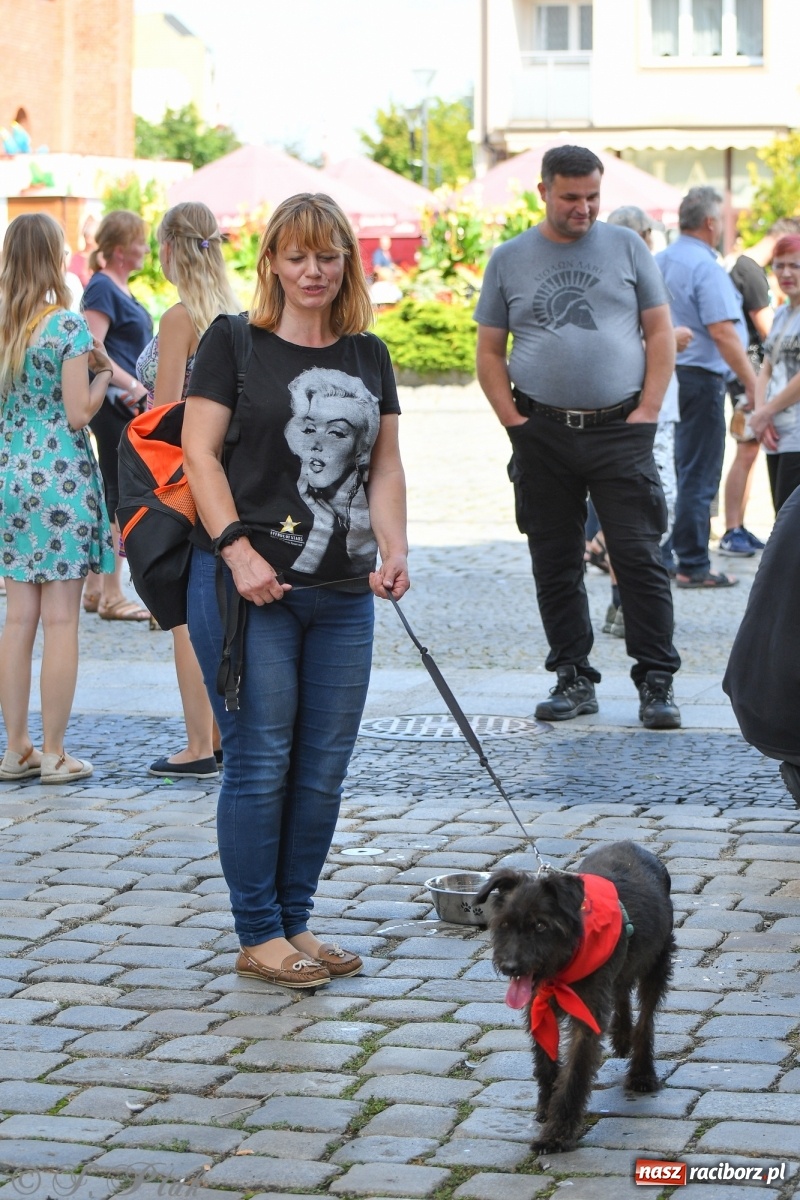 Zdjęcie w galerii na portalu naszraciborz.pl: Sonia, Kokos i Misiek mają szansę na nowy dom wiadomości z regionu
