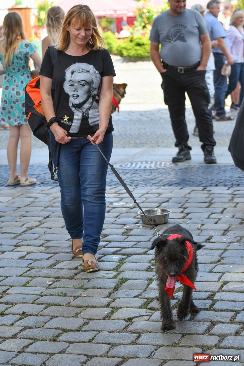 Zdjęcie w galerii na portalu naszraciborz.pl: Sonia, Kokos i Misiek mają szansę na nowy dom wiadomości z regionu
