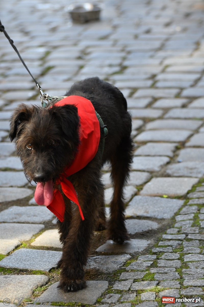 Zdjęcie w galerii na portalu naszraciborz.pl: Sonia, Kokos i Misiek mają szansę na nowy dom wiadomości z regionu