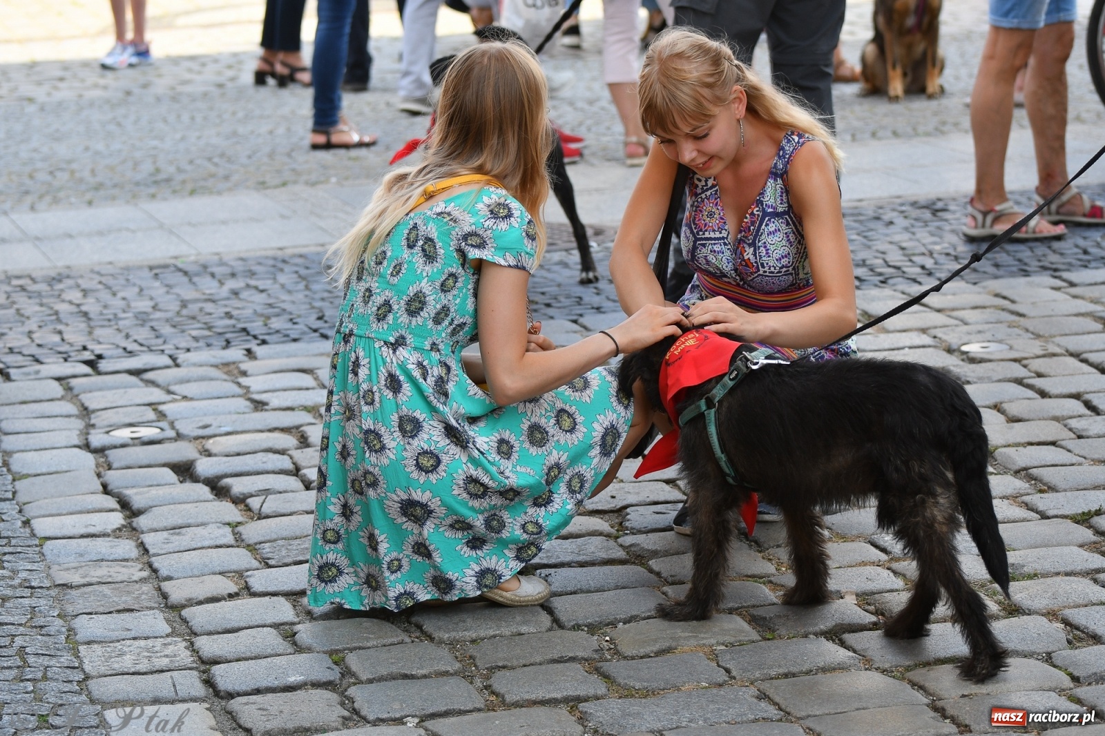 Zdjęcie w galerii na portalu naszraciborz.pl: Sonia, Kokos i Misiek mają szansę na nowy dom wiadomości z regionu