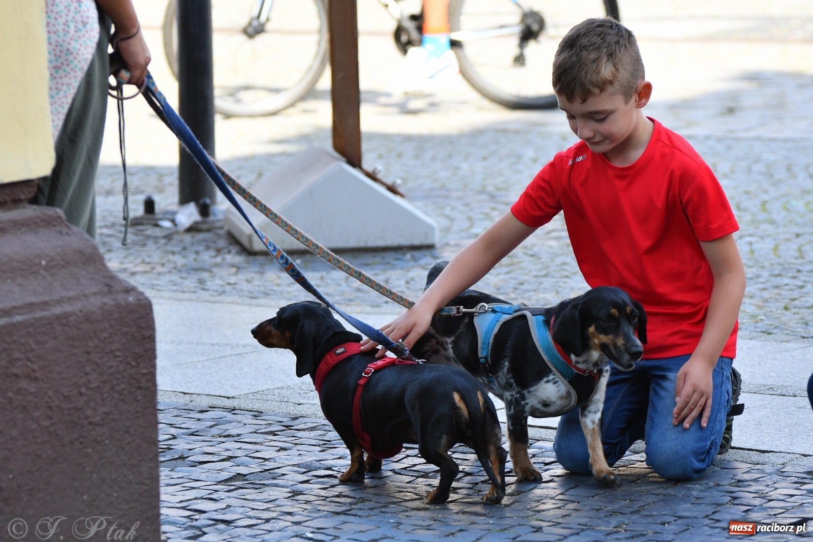 Zdjęcie w galerii na portalu naszraciborz.pl: Sonia, Kokos i Misiek mają szansę na nowy dom wiadomości z regionu