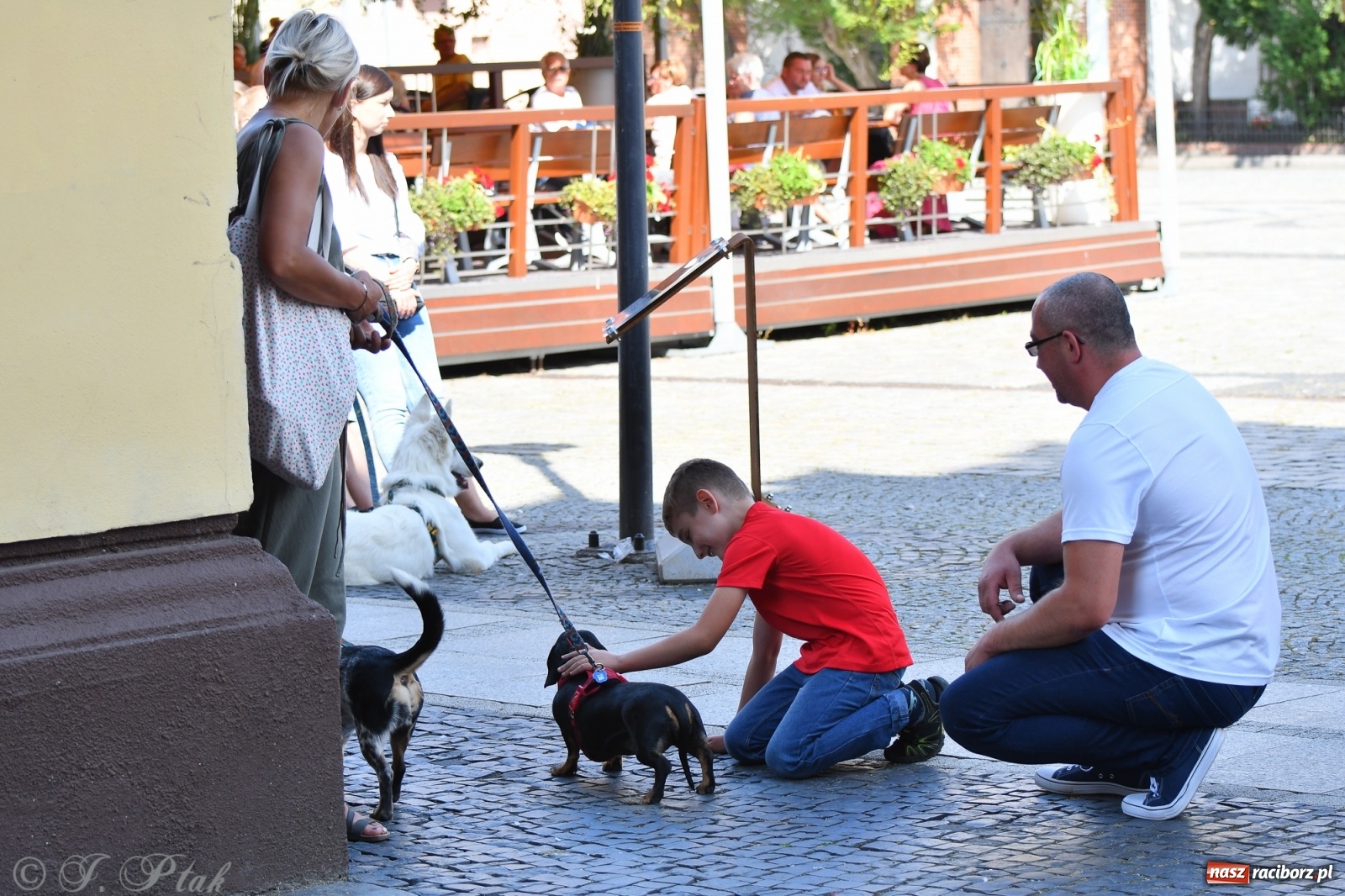 Zdjęcie w galerii na portalu naszraciborz.pl: Sonia, Kokos i Misiek mają szansę na nowy dom wiadomości z regionu